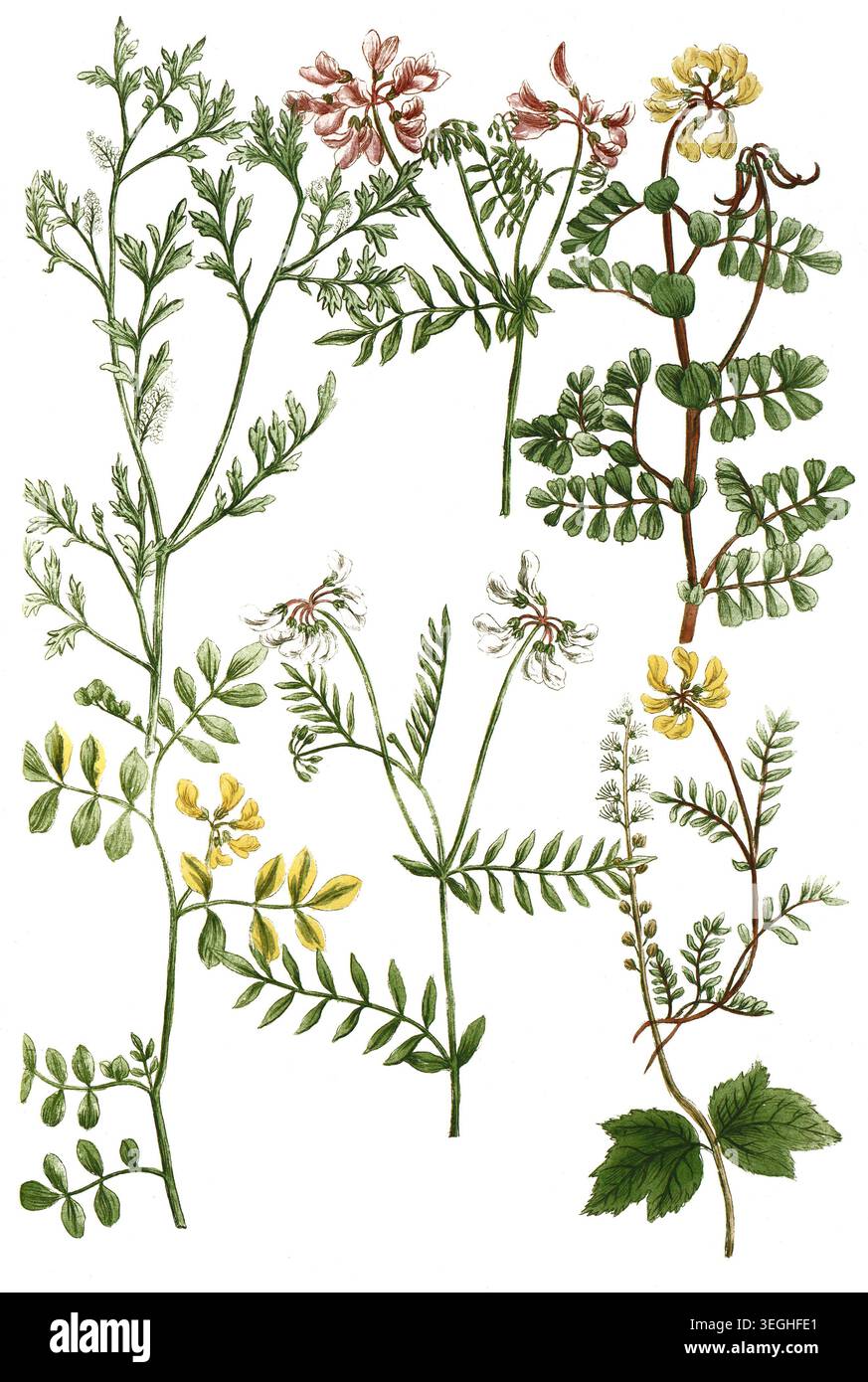 Botanik, Pflanzen, A-e. Coronilla, Wicke, f. Cortusa americana, g. Coronopus, gewöhnlicher Krähenfuß, Reproduktion von einer Vorlage aus dem 19. Jahrhundert. Authentisch, Datei restauriert für optimale Verwendung, genaues Datum der Vorlage unbekannt Stockfoto