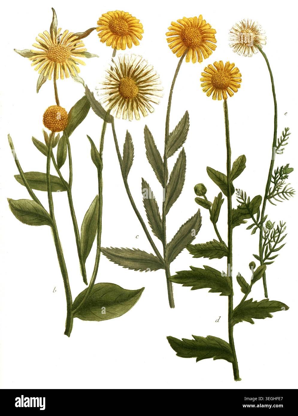 Botanik, Pflanzen, a. Chrysanthemum asteris, Winteraster, B. Chrysanthemum latifolium, c. Chrysanthemum luteum, Speise-Chrysantheme, d. Chrysanthemum segetum, Saat-Wucherblume, e. Chrysanthemum flavum, Herbst-Chrysantheme, Reproduktion von einer Vorlage aus dem 19. Jahrhundert. Authentisch, Datei restauriert für optimale Verwendung, genaues Datum der Vorlage unbekannt Stockfoto