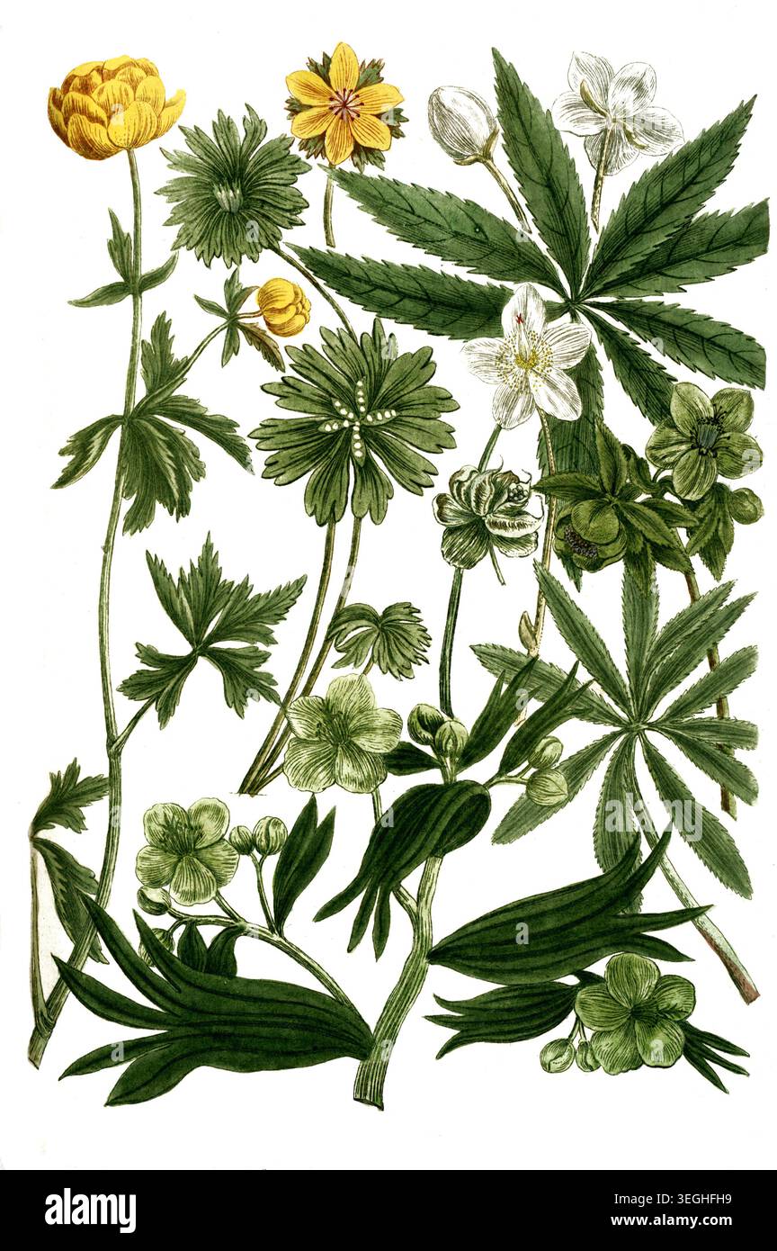 Botanik, Pflanzen, a,b,c.. Schneerose Helleborus niger, d. Nieswurz Helleborus ranunculoides flore globoso, e, Helleborus ranunculoides hyemalis acunitum hyermale, Reproduktion von einer Vorlage aus dem 19. Jahrhundert. Authentisch, Datei restauriert für optimale Verwendung, genaues Datum der Vorlage unbekannt Stockfoto