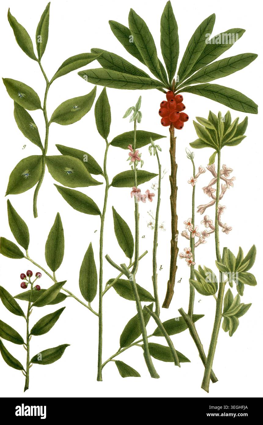 Botanik, Pflanzen, a. Laureola seu Chamaelea, B. Laurola seu Mezereon, Seidelbast, c. Laureola flore pallido, deutscher Pfeffer, d. Laureola Folio deciduo, e. Laurus alexandrina angustifolia, f. Laurus alexandrina ramosa, Lorbeerblättriger Mäusedorn, g. Laurus alexandrina fructu Folio insidente, Halskraut, Revon Vorlage einer 19. Jahrhundert. Authentisch, Datei restauriert für optimale Verwendung, genaues Datum der Vorlage unbekannt Stockfoto