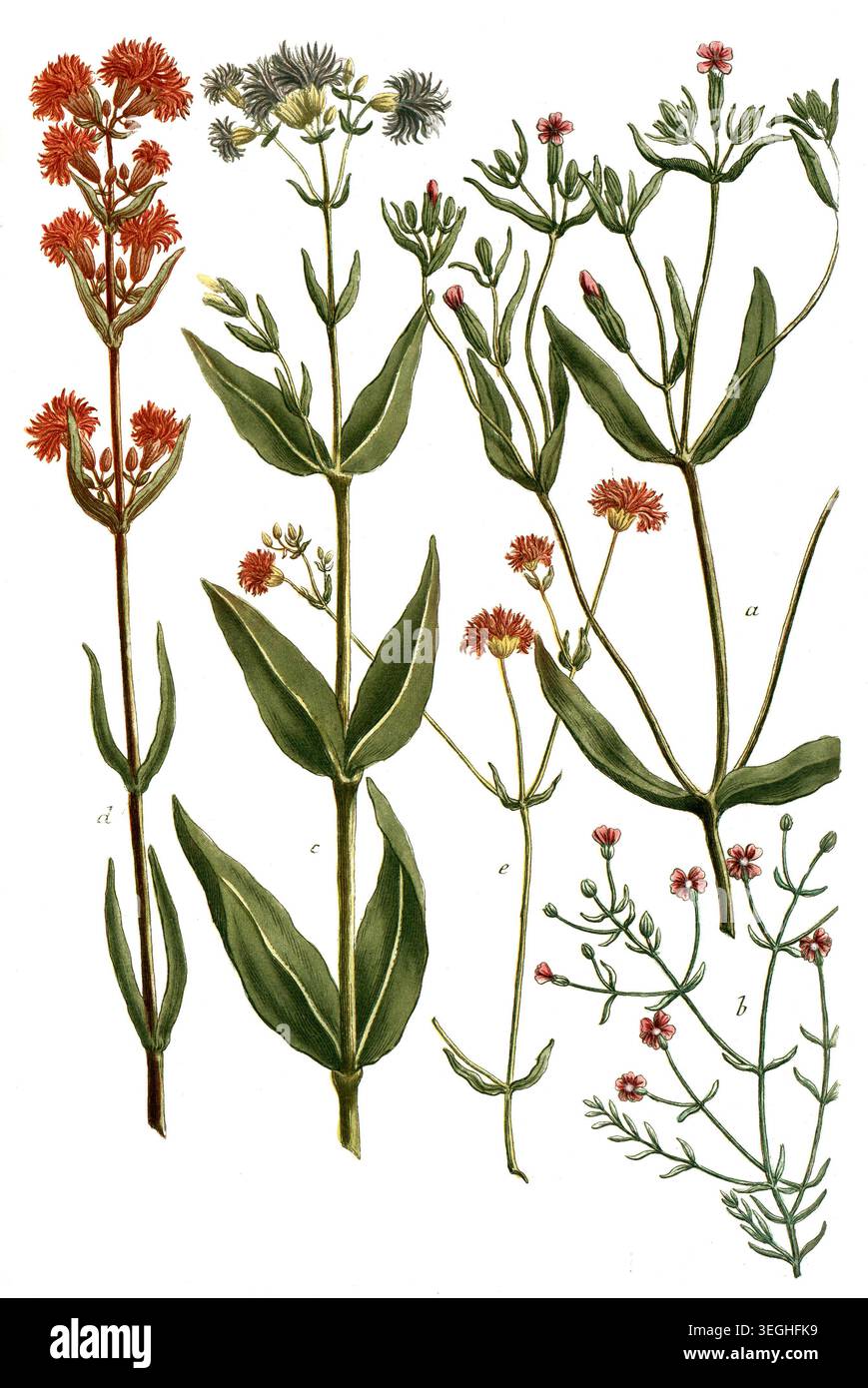 Botanik, Pflanzen, a. Lychnis sylvestris angustifolia, B. Lychnis minima muralis, c. Lychnis pratensis flore albo, d. Lychnis pratensis flore pleno, e. Lychnis sylvestris flore pleno rubro, Reproduktion von einer Vorlage aus dem 19. Jahrhundert. Authentisch, Datei restauriert für optimale Verwendung, genaues Datum der Vorlage unbekannt Stockfoto
