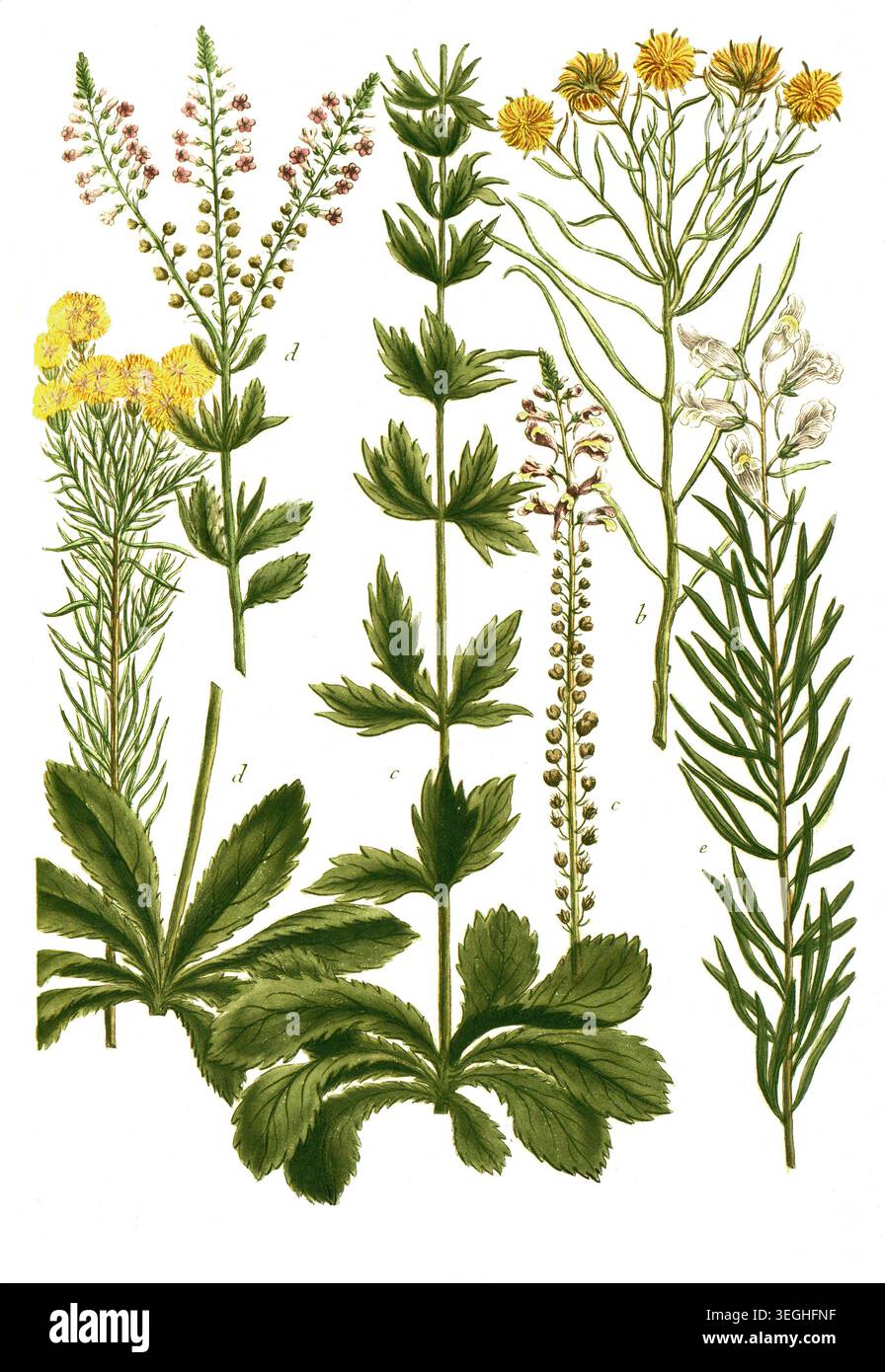 Botanik, Pflanzen, Leinkraut, a. Linaria aurea, B. Linaria austriaca, c, Linaria bellidis, d. Linaria bellidis foliis odorata, e. Linaria chalepensis, Reproduktion von einer Vorlage aus dem 19. Jahrhundert. Authentisch, Datei restauriert für optimale Verwendung, genaues Datum der Vorlage unbekannt Stockfoto