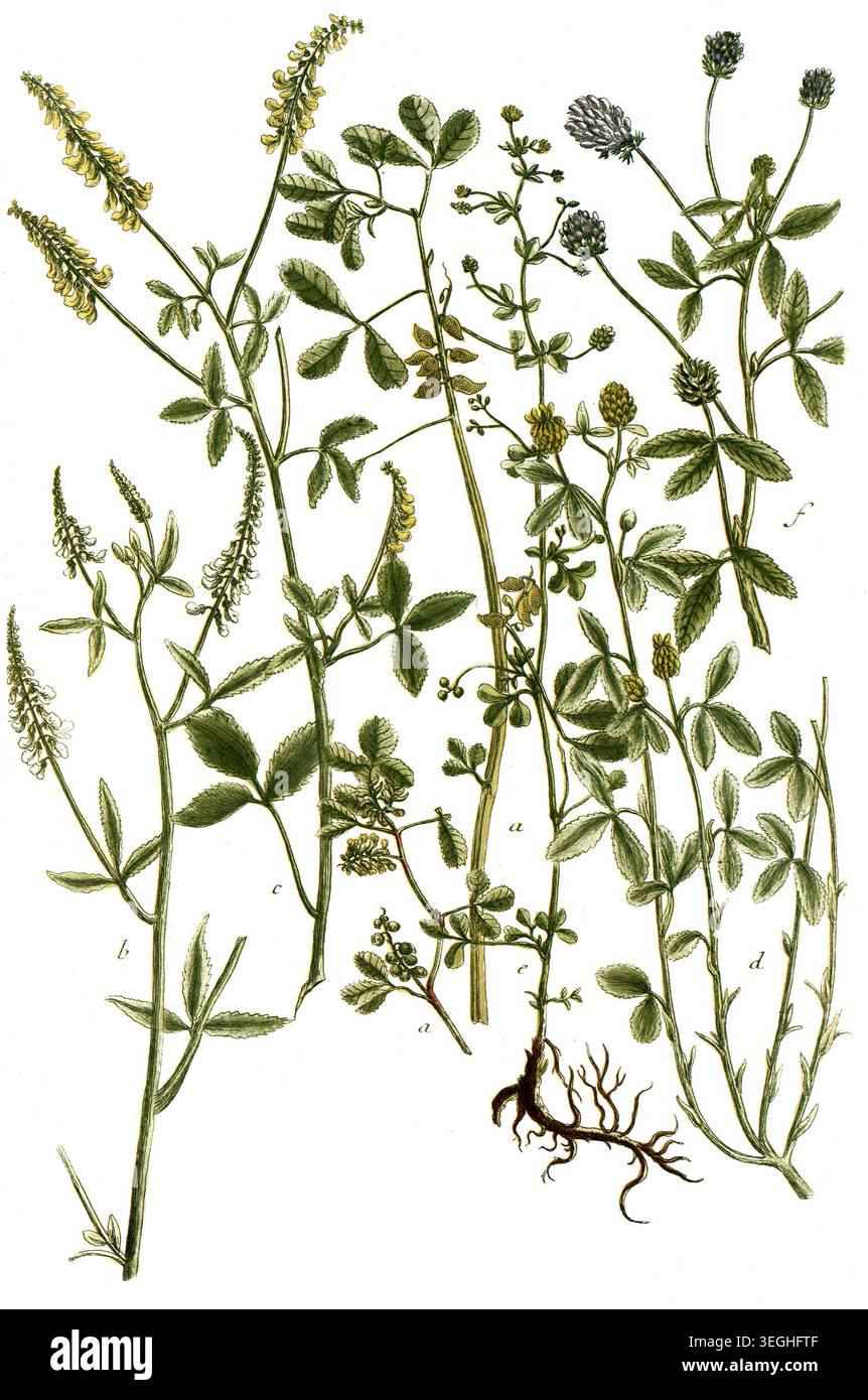 Botanik, Pflanzen, Melilotus, a. italica folliculis, B. vulgaris, Honigklee, c. vulgaris meliot, Steinklee, d. agraria capitulis, e. minima hirsuta, f. coerulea trifolium odoratum, Reproduktion von einer Vorlage aus dem 19. Jahrhundert. Authentisch, Datei restauriert für optimale Verwendung, genaues Datum der Vorlage unbekannt Stockfoto