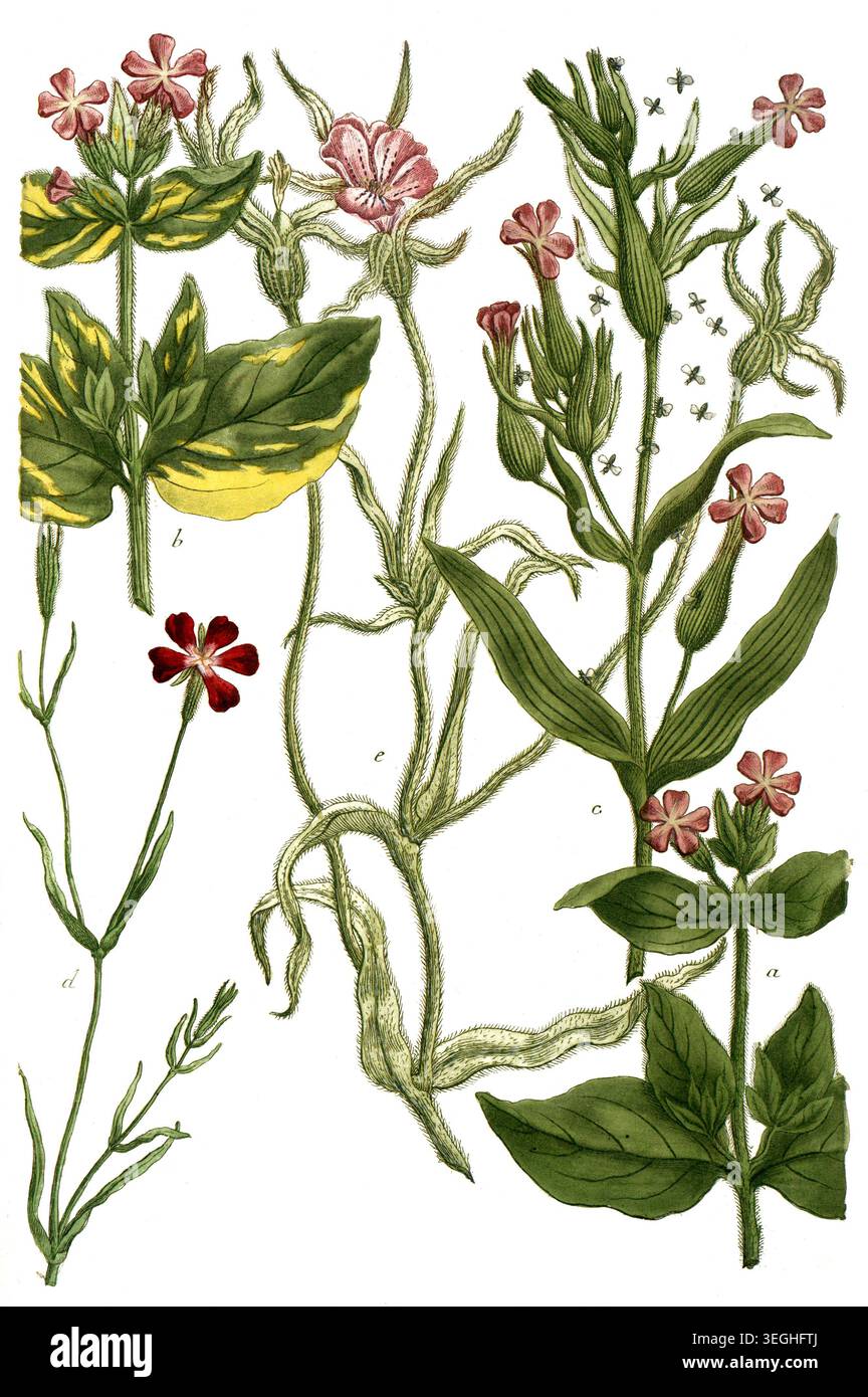 Botanik, Pflanzen, a. Lychnis sylvestris, B. Lychnis ocymastrum, c. Lychnis viscosa, d. Lychnis pseudomelanthio, e. Lychnis segetum flore pallido, Reproduktion von einer Vorlage aus dem 19. Jahrhundert. Authentisch, Datei restauriert für optimale Verwendung, genaues Datum der Vorlage unbekannt Stockfoto