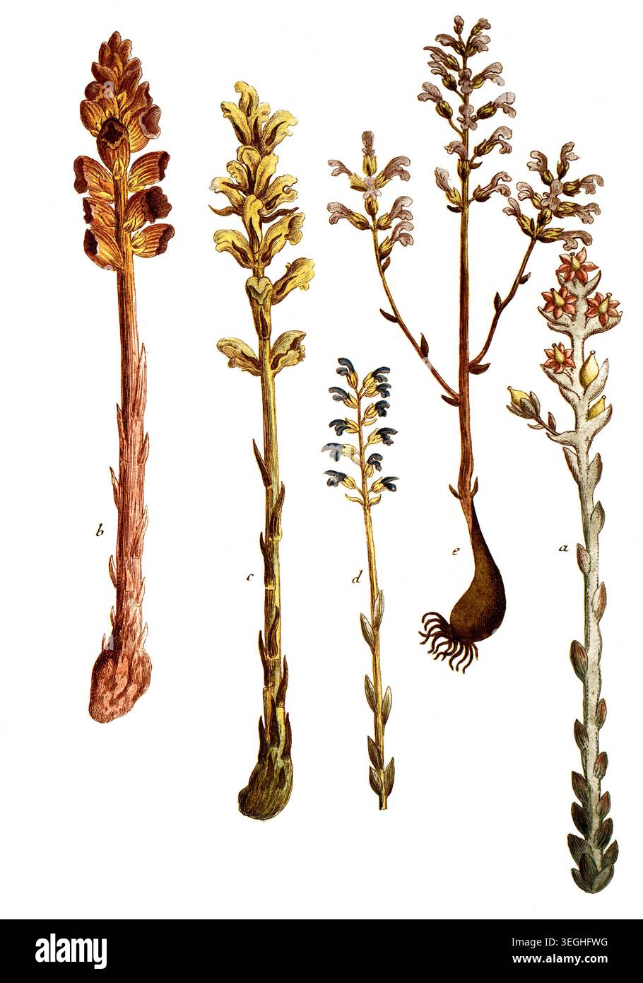 Botanik, Pflanzen, Orobanche, Sommerwurzen, a. O. hyppopytis, b. O. caryophyllum, c. O. Major, d. O. non ramosa, e. O.ramosa floiribus purpureis, Reproduktion von einer Vorlage aus dem 19. Jahrhundert. Authentisch, Datei restauriert für optimale Verwendung, genaues Datum der Vorlage unbekannt Stockfoto