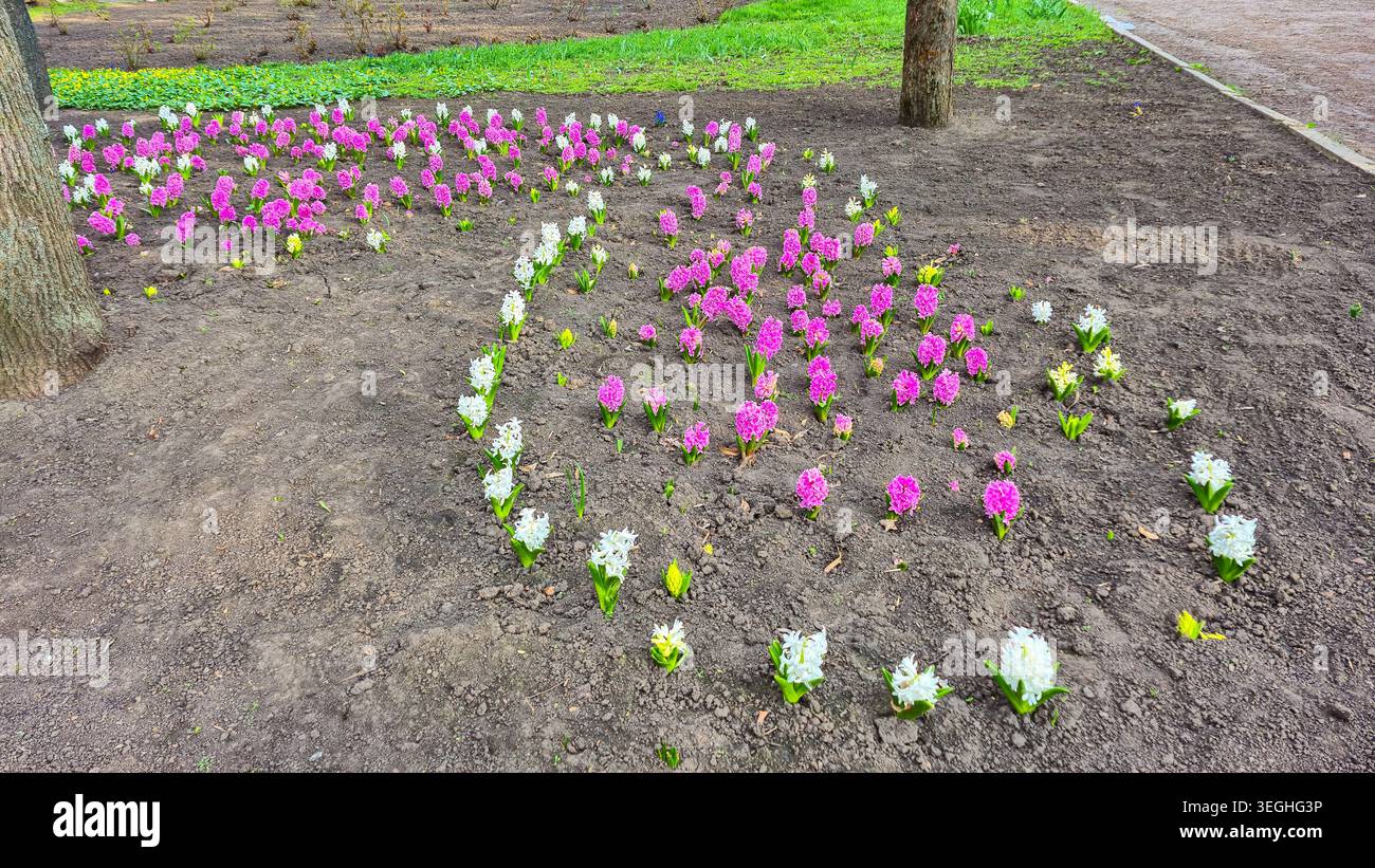 Ein lebendiges Schauspiel rosa und weißer Hyazinthen, das aus dem Boden in einem Garten auftaucht, signalisiert die Ankunft des Frühlings Stockfoto