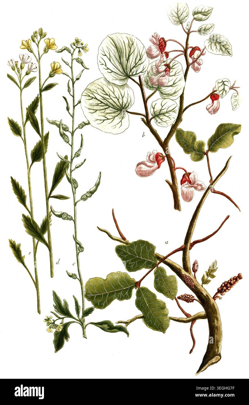 Botanik, Pflanzen, a. Siliqua dulcis ceratia, Johannisbrot, B. Siliqua rotundifolia, S. Sinapi moutarde, d. Sinapi hispanicumparvum flore albo, e. Sinapi indicum, Reproduktion von einer Vorlage aus dem 19. Jahrhundert. Authentisch, Datei restauriert für optimale Verwendung, genaues Datum der Vorlage unbekannt Stockfoto
