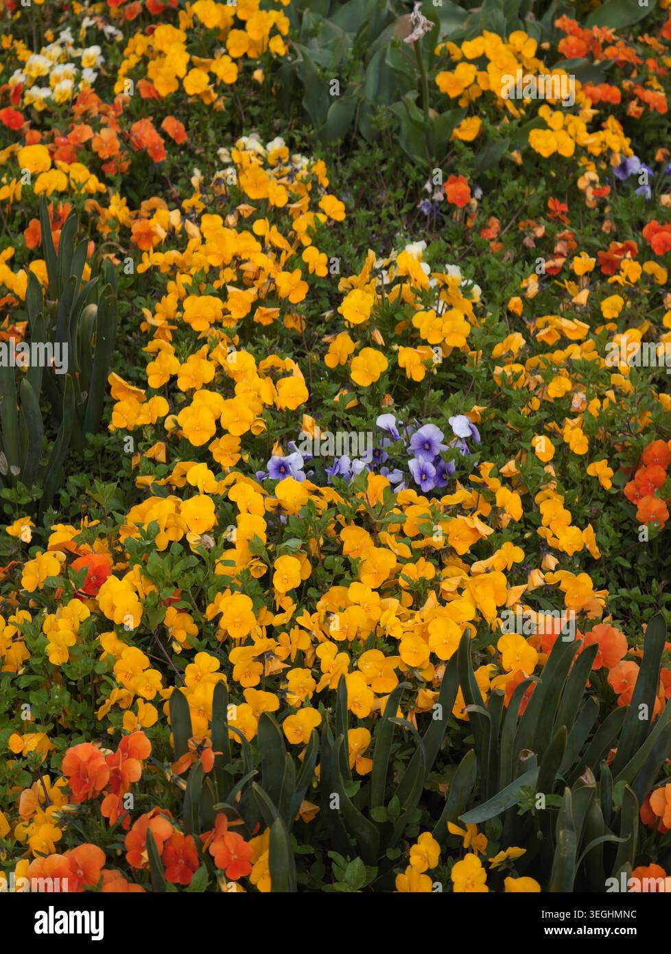 Dichte Orange Und Gelbe Stiefmütterchen, Die Weiche Federdecke, Mehrschichtige Farben Und Texturen Erzeugen, Ideal Für Saisonale Banner, Botanik Und Öffentliche Ga-Studien Stockfoto