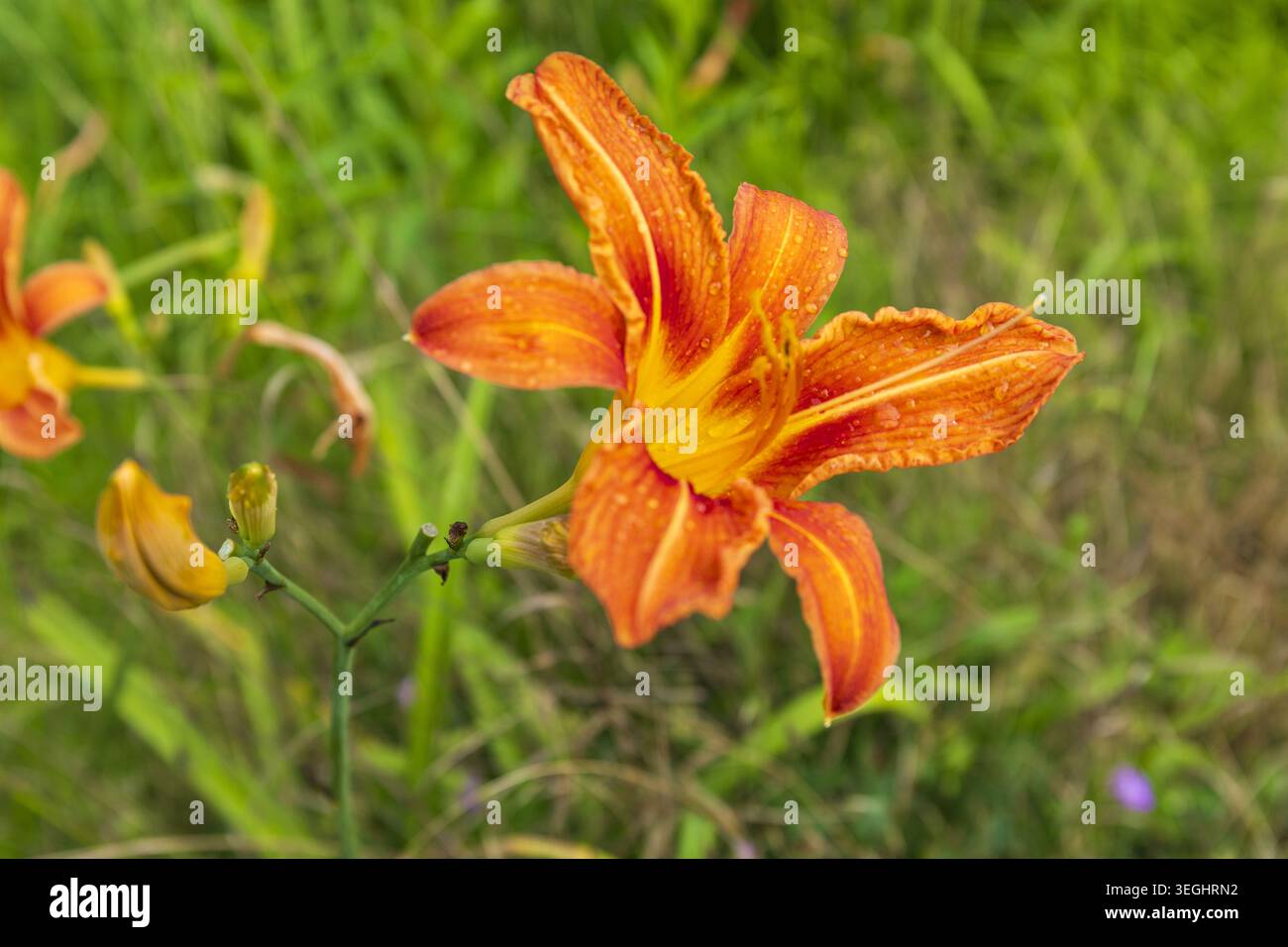 Helle orange Taglilienblüte in Blüte umgeben von grünem Gras und Sommergarten Laub. Stockfoto