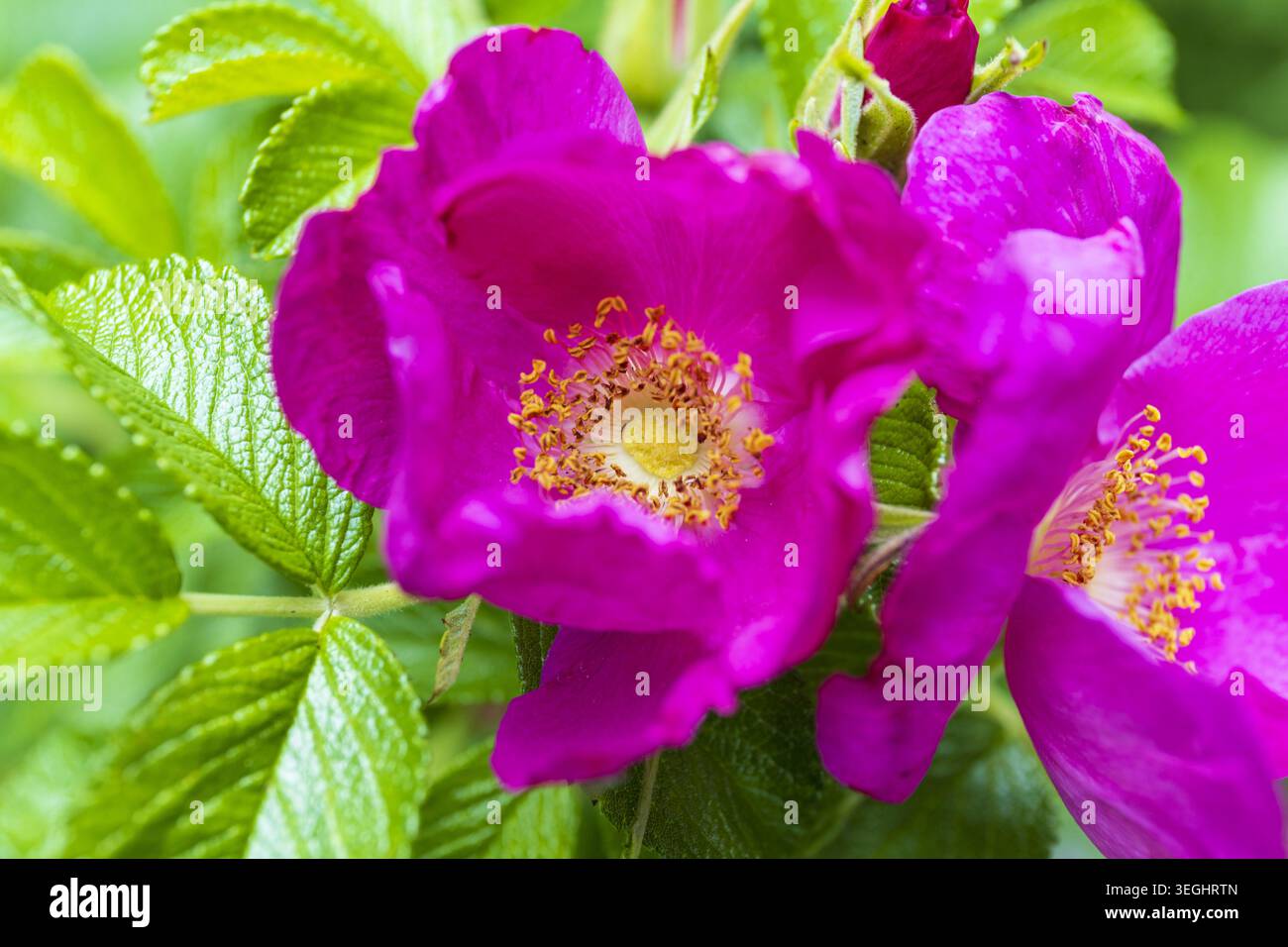 Leuchtend rosafarbene wilde Rosenblüten blühen im Sommersonnenlicht. Lebendige botanische Nahaufnahme mit frischem Grün und natürlicher Gartenatmosphäre. Stockfoto