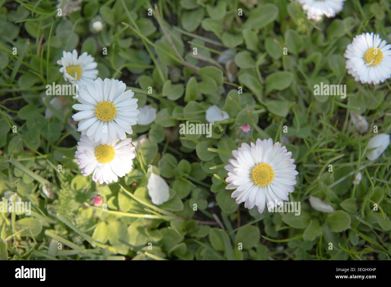 Blühende Gänseblümchen auf einem Frühlingsrasen. Stockfoto
