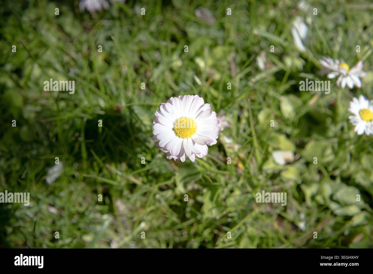 Blühende Gänseblümchen auf einem Frühlingsrasen. Stockfoto
