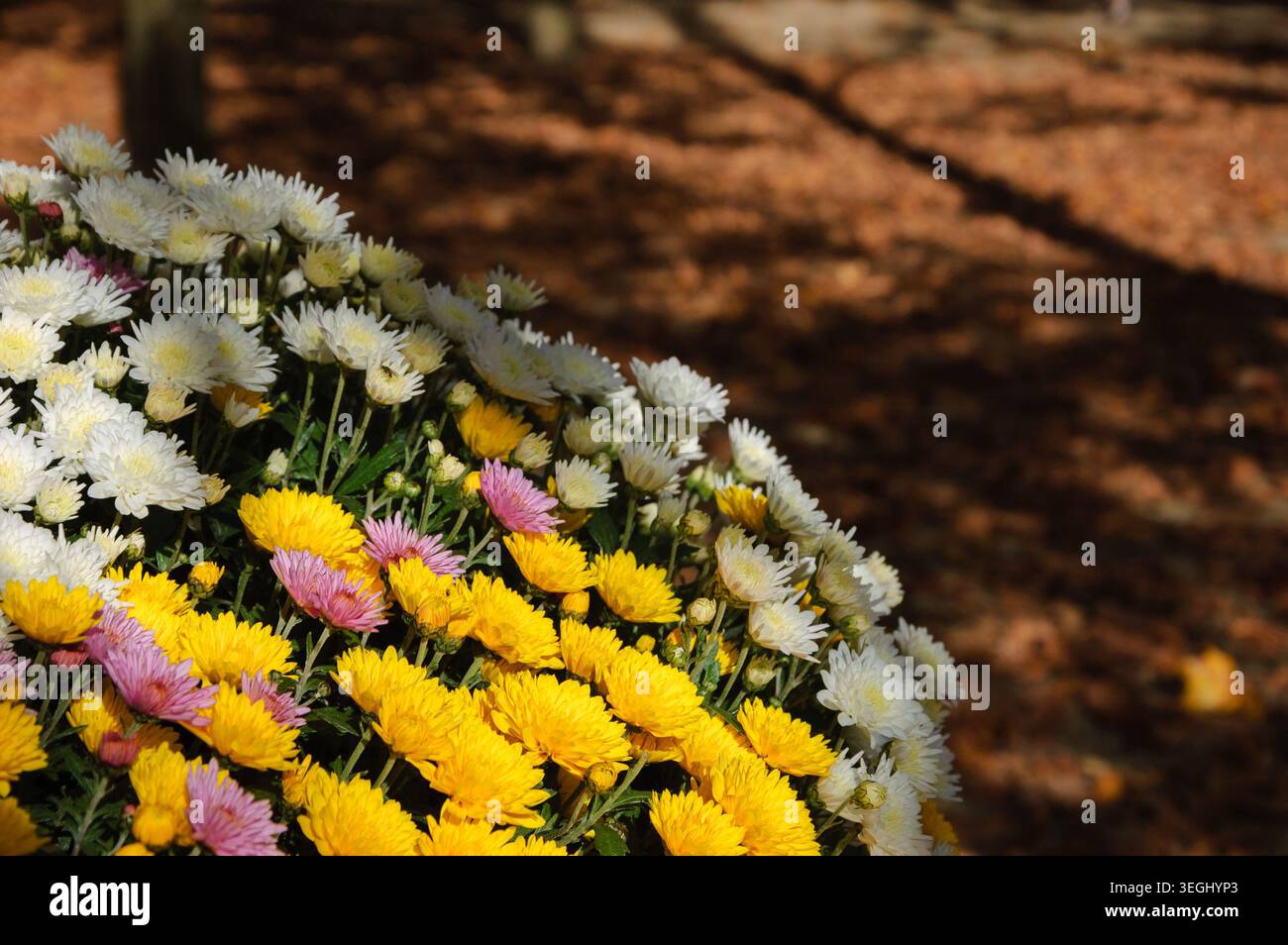 Bunte Chrysanthemen Blumenbeete und gefallene verblasste Blätter auf dem Boden. Herbst im Park. Ein Spiel aus Licht und Schatten. Selektiver Fokus. Stockfoto