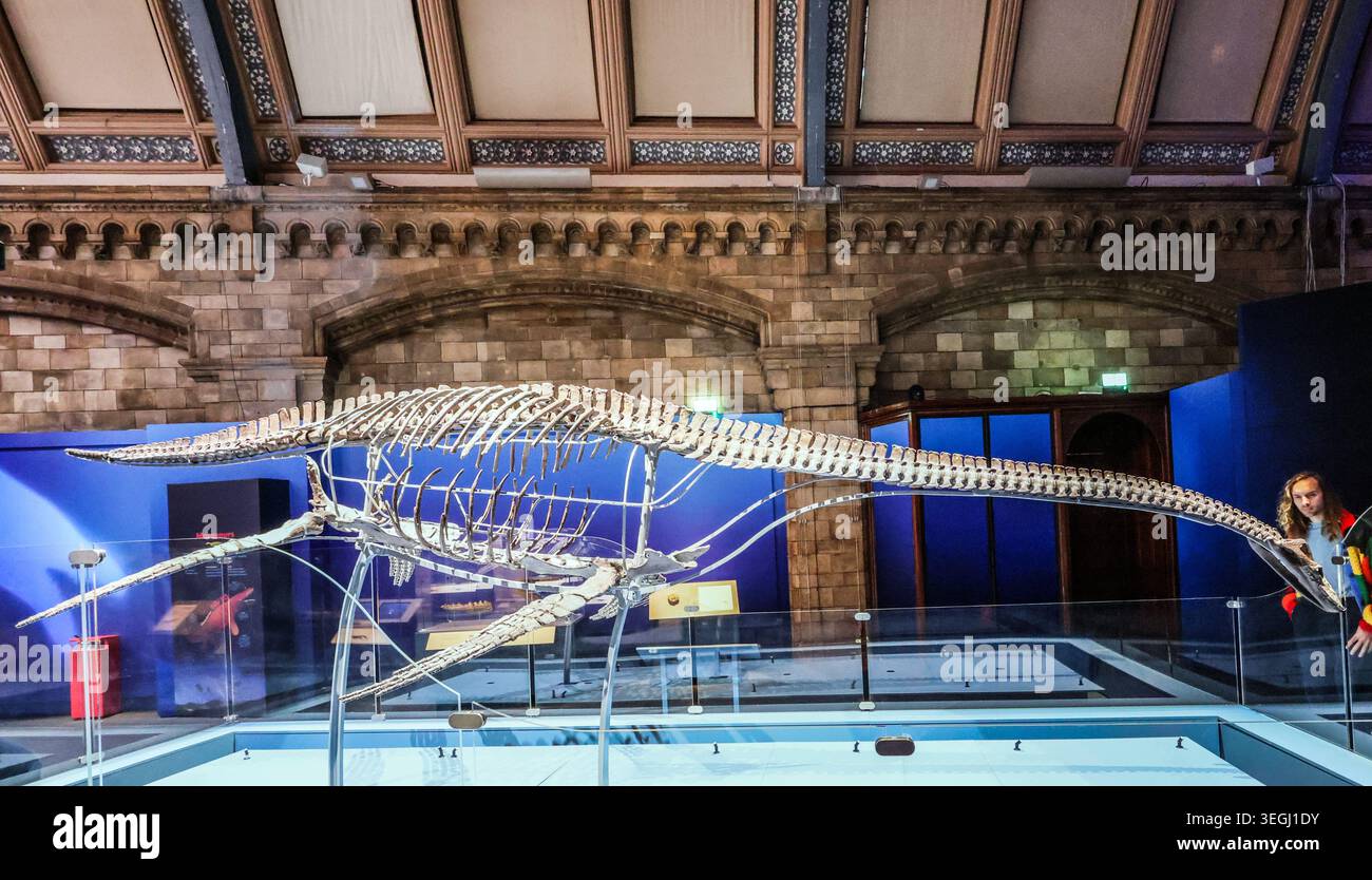 NHM London UK Mittwoch, 20. Mai bis Donnerstag, 21. Mai 00,01, das BST Natural History Museum gibt seine neue Blockbuster-Ausstellung Jurassic Oceans: Monsters of the Deep bekannt, die am Freitag, den 22. Mai 2026 in Europa debütiert. Tauchen Sie ein in die prähistorische Tiefe und begegnen Sie den tödlichsten Raubtieren des Ozeans! Begeben Sie sich auf ein elektrisierendes Abenteuer durch uralte Gewässer, die von echten Meeresmonstern wie Ichthyosauren, Plesiosauriern und den furchterregenden T.rexes des Meeres, den Mosasauren, wimmeln. 22. Mai 2026 - 3. Januar 2027.Paul Quezada-Neiman/Alamy Live News Stockfoto