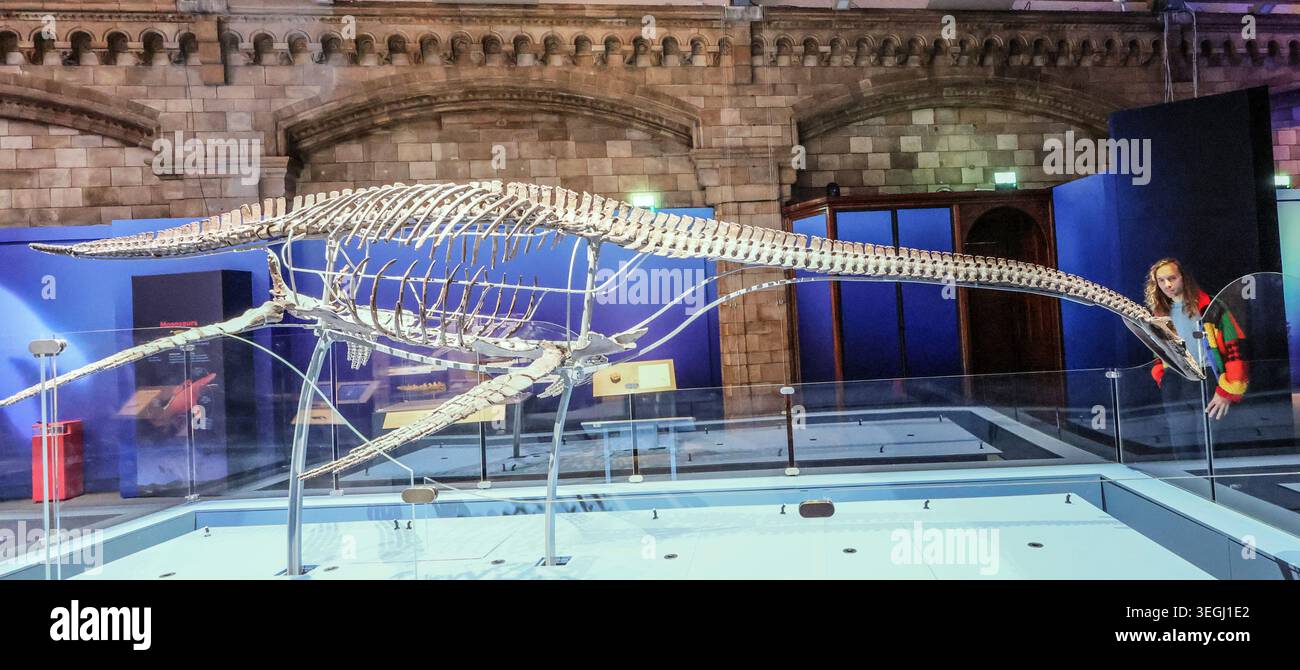 NHM London UK Mittwoch, 20. Mai bis Donnerstag, 21. Mai 00,01, das BST Natural History Museum gibt seine neue Blockbuster-Ausstellung Jurassic Oceans: Monsters of the Deep bekannt, die am Freitag, den 22. Mai 2026 in Europa debütiert. Tauchen Sie ein in die prähistorische Tiefe und begegnen Sie den tödlichsten Raubtieren des Ozeans! Begeben Sie sich auf ein elektrisierendes Abenteuer durch uralte Gewässer, die von echten Meeresmonstern wie Ichthyosauren, Plesiosauriern und den furchterregenden T.rexes des Meeres, den Mosasauren, wimmeln. 22. Mai 2026 - 3. Januar 2027.Paul Quezada-Neiman/Alamy Live News Stockfoto