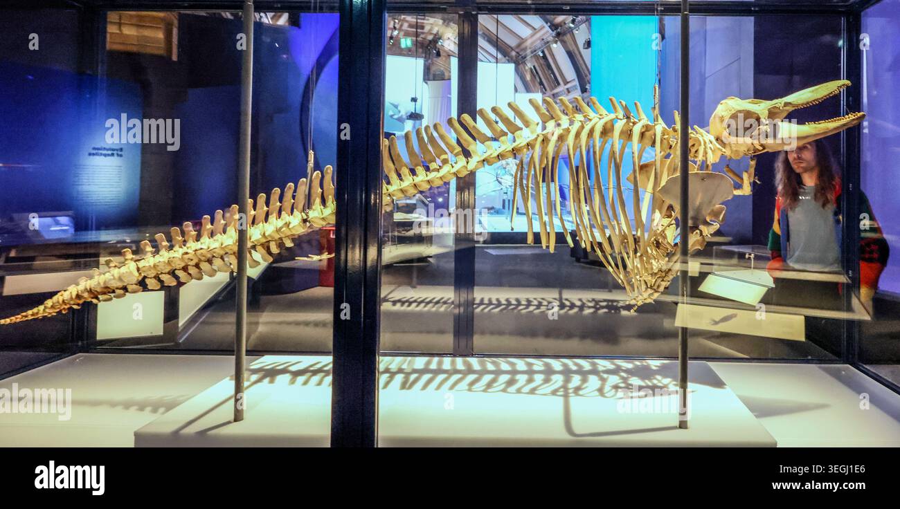 NHM London UK Mittwoch, 20. Mai bis Donnerstag, 21. Mai 00,01, das BST Natural History Museum gibt seine neue Blockbuster-Ausstellung Jurassic Oceans: Monsters of the Deep bekannt, die am Freitag, den 22. Mai 2026 in Europa debütiert. Tauchen Sie ein in die prähistorische Tiefe und begegnen Sie den tödlichsten Raubtieren des Ozeans! Begeben Sie sich auf ein elektrisierendes Abenteuer durch uralte Gewässer, die von echten Meeresmonstern wie Ichthyosauren, Plesiosauriern und den furchterregenden T.rexes des Meeres, den Mosasauren, wimmeln. 22. Mai 2026 - 3. Januar 2027.Paul Quezada-Neiman/Alamy Live News Stockfoto