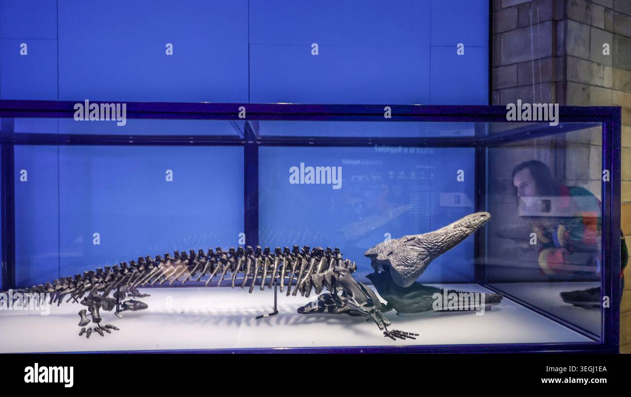NHM London UK Mittwoch, 20. Mai bis Donnerstag, 21. Mai 00,01, das BST Natural History Museum gibt seine neue Blockbuster-Ausstellung Jurassic Oceans: Monsters of the Deep bekannt, die am Freitag, den 22. Mai 2026 in Europa debütiert. Tauchen Sie ein in die prähistorische Tiefe und begegnen Sie den tödlichsten Raubtieren des Ozeans! Begeben Sie sich auf ein elektrisierendes Abenteuer durch uralte Gewässer, die von echten Meeresmonstern wie Ichthyosauren, Plesiosauriern und den furchterregenden T.rexes des Meeres, den Mosasauren, wimmeln. 22. Mai 2026 - 3. Januar 2027.Paul Quezada-Neiman/Alamy Live News Stockfoto