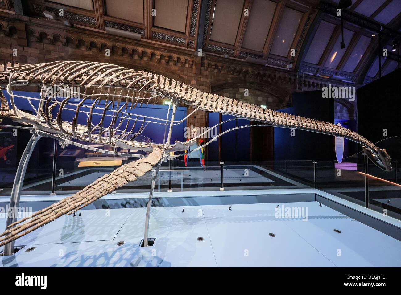 NHM London UK Mittwoch, 20. Mai bis Donnerstag, 21. Mai 00,01, das BST Natural History Museum gibt seine neue Blockbuster-Ausstellung Jurassic Oceans: Monsters of the Deep bekannt, die am Freitag, den 22. Mai 2026 in Europa debütiert. Tauchen Sie ein in die prähistorische Tiefe und begegnen Sie den tödlichsten Raubtieren des Ozeans! Begeben Sie sich auf ein elektrisierendes Abenteuer durch uralte Gewässer, die von echten Meeresmonstern wie Ichthyosauren, Plesiosauriern und den furchterregenden T.rexes des Meeres, den Mosasauren, wimmeln. 22. Mai 2026 - 3. Januar 2027.Paul Quezada-Neiman/Alamy Live News Stockfoto