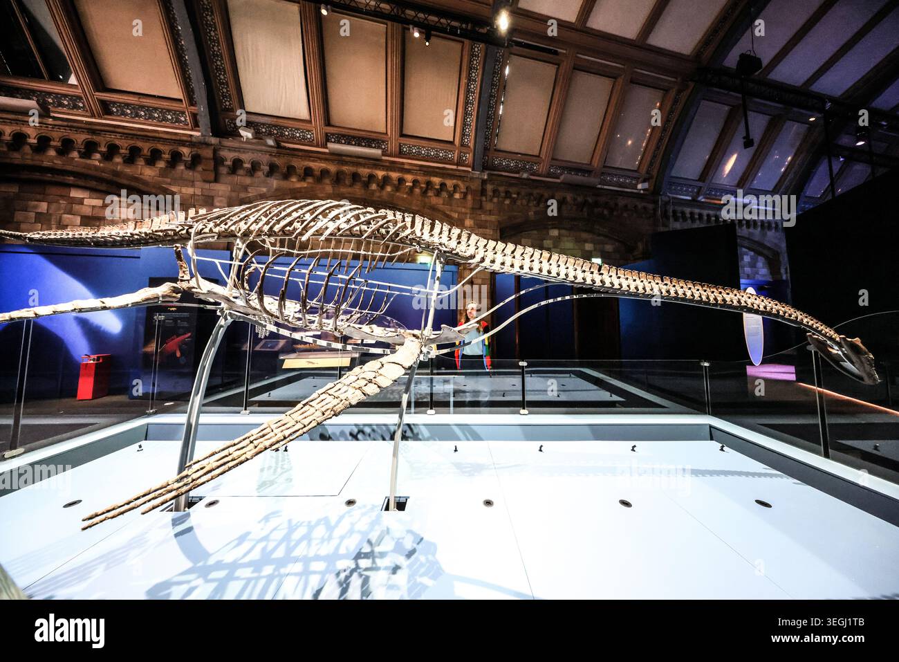 NHM London UK Mittwoch, 20. Mai bis Donnerstag, 21. Mai 00,01, das BST Natural History Museum gibt seine neue Blockbuster-Ausstellung Jurassic Oceans: Monsters of the Deep bekannt, die am Freitag, den 22. Mai 2026 in Europa debütiert. Tauchen Sie ein in die prähistorische Tiefe und begegnen Sie den tödlichsten Raubtieren des Ozeans! Begeben Sie sich auf ein elektrisierendes Abenteuer durch uralte Gewässer, die von echten Meeresmonstern wie Ichthyosauren, Plesiosauriern und den furchterregenden T.rexes des Meeres, den Mosasauren, wimmeln. 22. Mai 2026 - 3. Januar 2027.Paul Quezada-Neiman/Alamy Live News Stockfoto