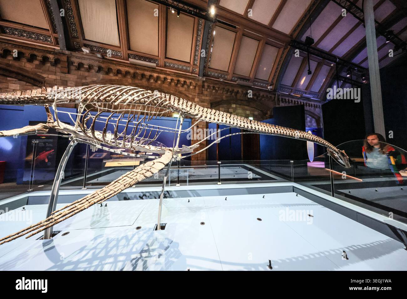 NHM London UK Mittwoch, 20. Mai bis Donnerstag, 21. Mai 00,01, das BST Natural History Museum gibt seine neue Blockbuster-Ausstellung Jurassic Oceans: Monsters of the Deep bekannt, die am Freitag, den 22. Mai 2026 in Europa debütiert. Tauchen Sie ein in die prähistorische Tiefe und begegnen Sie den tödlichsten Raubtieren des Ozeans! Begeben Sie sich auf ein elektrisierendes Abenteuer durch uralte Gewässer, die von echten Meeresmonstern wie Ichthyosauren, Plesiosauriern und den furchterregenden T.rexes des Meeres, den Mosasauren, wimmeln. 22. Mai 2026 - 3. Januar 2027.Paul Quezada-Neiman/Alamy Live News Stockfoto