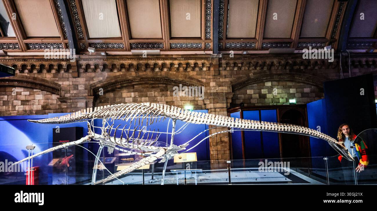 NHM London UK Mittwoch, 20. Mai bis Donnerstag, 21. Mai 00,01, das BST Natural History Museum gibt seine neue Blockbuster-Ausstellung Jurassic Oceans: Monsters of the Deep bekannt, die am Freitag, den 22. Mai 2026 in Europa debütiert. Tauchen Sie ein in die prähistorische Tiefe und begegnen Sie den tödlichsten Raubtieren des Ozeans! Begeben Sie sich auf ein elektrisierendes Abenteuer durch uralte Gewässer, die von echten Meeresmonstern wie Ichthyosauren, Plesiosauriern und den furchterregenden T.rexes des Meeres, den Mosasauren, wimmeln. 22. Mai 2026 - 3. Januar 2027.Paul Quezada-Neiman/Alamy Live News Stockfoto