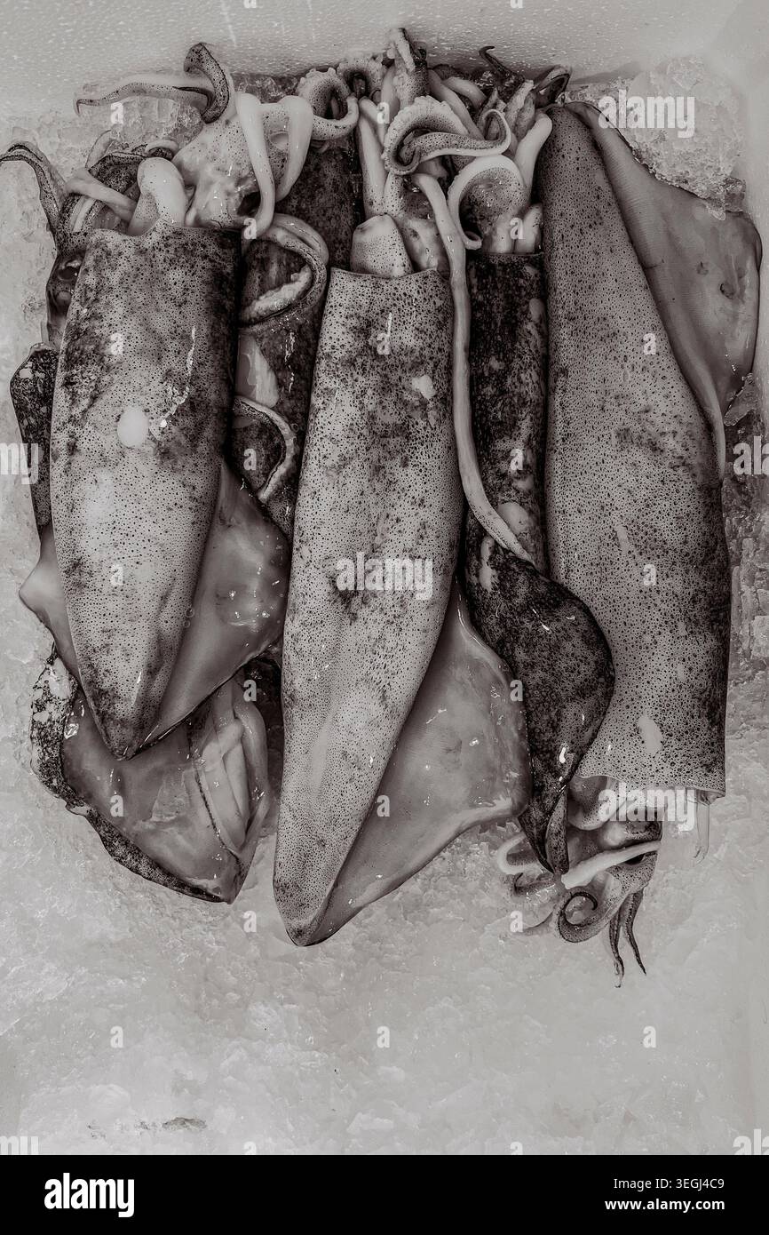 Frischer roher Tintenfisch auf Eis Hintergrund, Texturmuster für ganze Meeresfrüchte, Makrokost Hintergrund von oben für kulinarisches Design Stockfoto