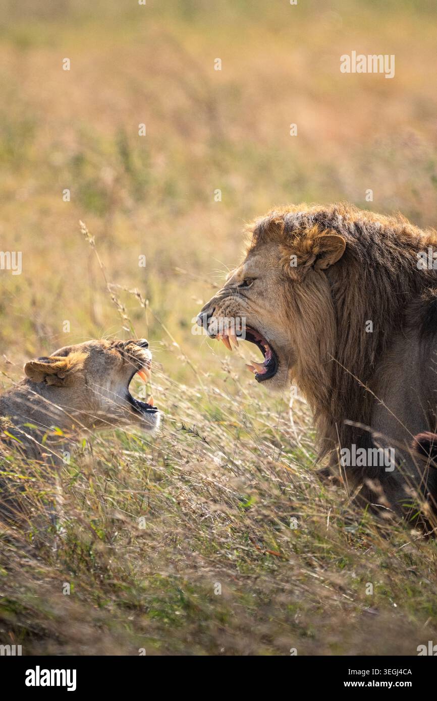 Männliche und weibliche Löwen zeigen aggressives Verhalten in hohen Savannengras in der afrikanischen Wildnis. Stockfoto