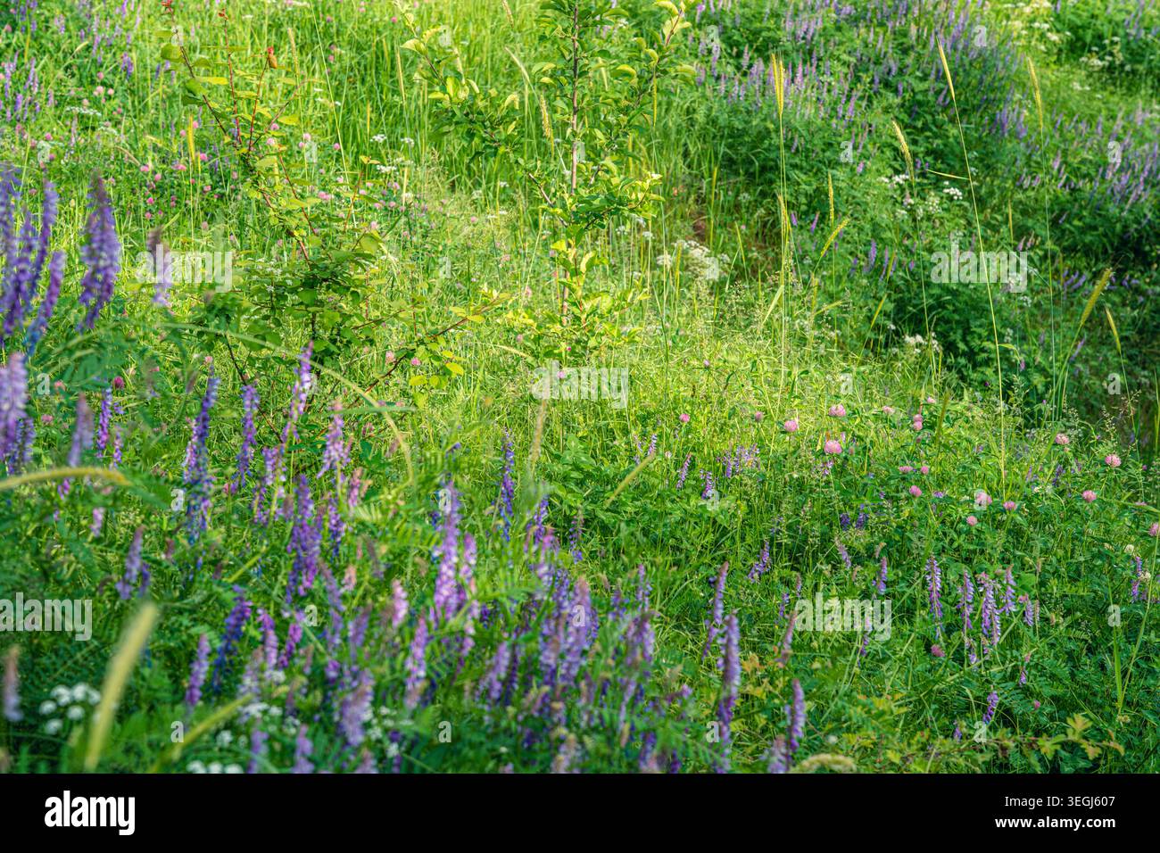 Eine üppige Wiese voller lebendiger Wildblumen, darunter violette Lupinen und rosa Klee, umgeben von sattem grünem Gras und Laub in einer sonnigen Umgebung. Stockfoto