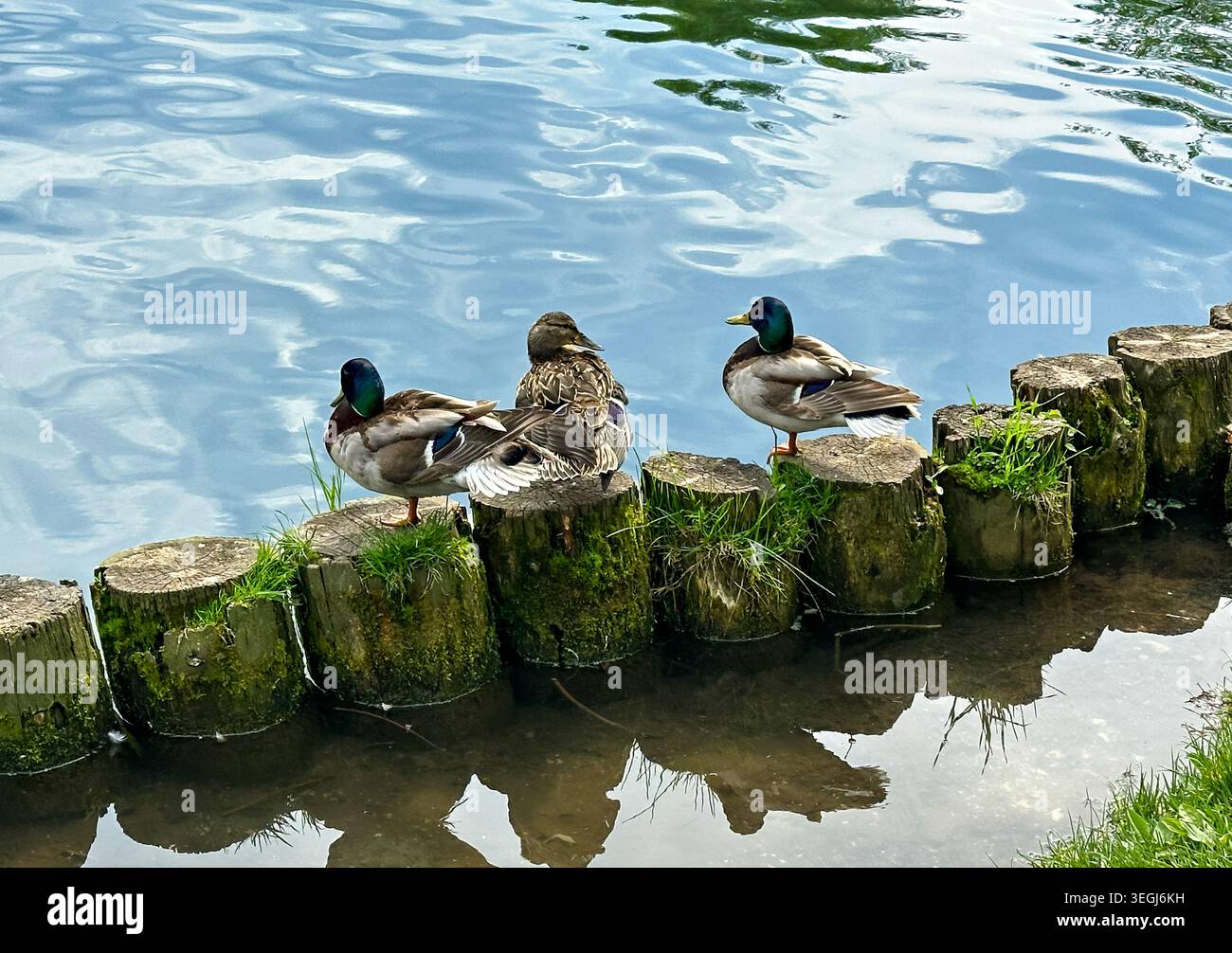 Drei Mallard Ducks, die im Sommer auf Holzstümpfen an einem ruhigen See thront Stockfoto