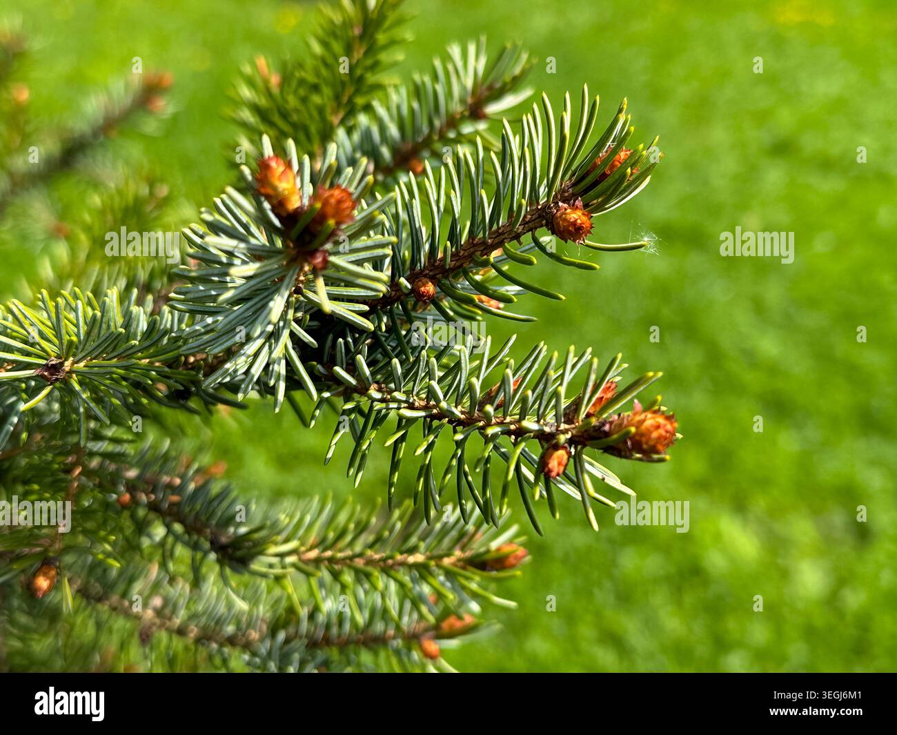Nahaufnahme von üppigen grünen Kiefernnadeln mit Knospen in lebhafter Frühlingsumgebung Stockfoto