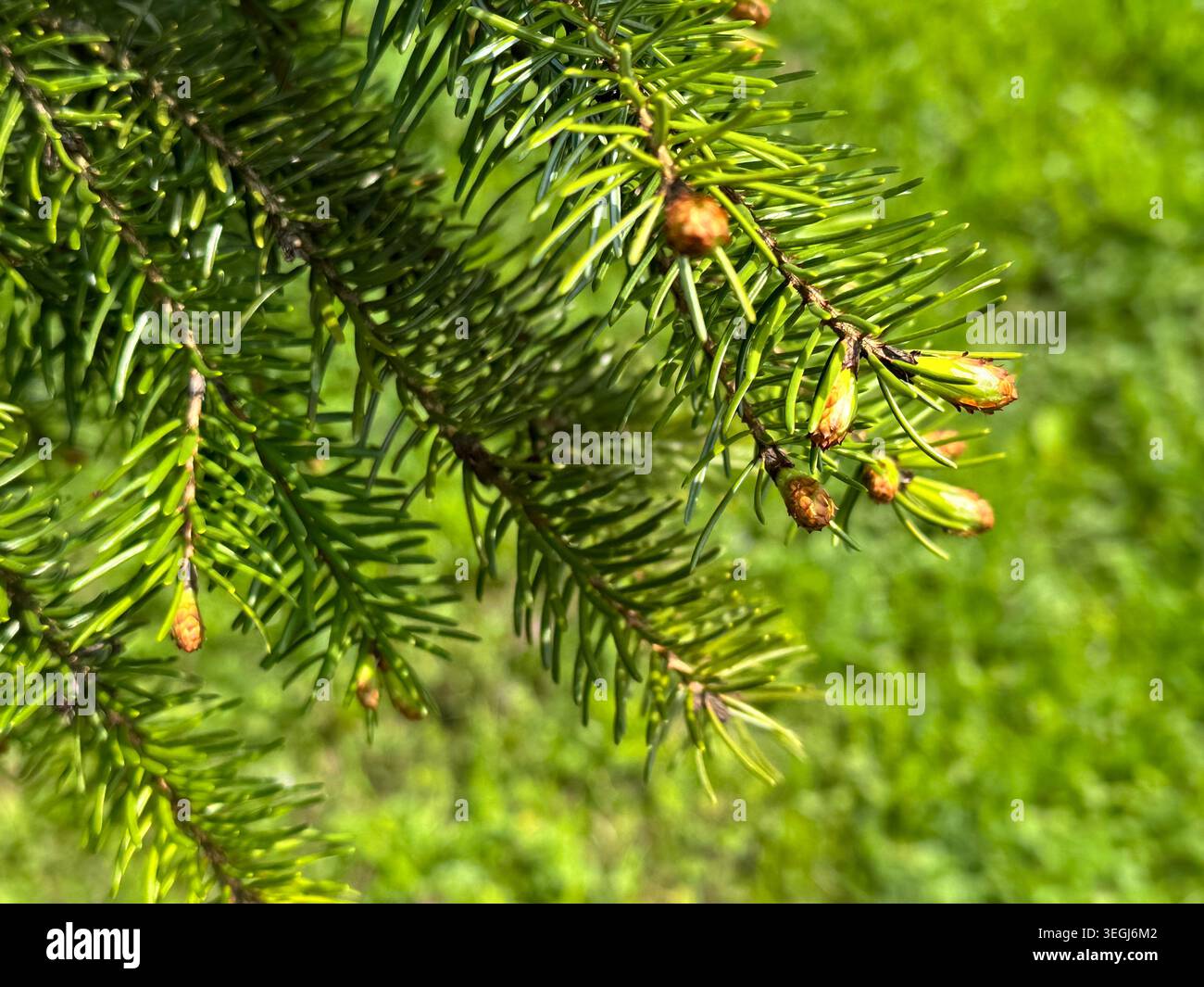 Nahaufnahme von Evergreen Branch mit Jungwuchs gegen Hintergrund von Vivid Green Grass Stockfoto