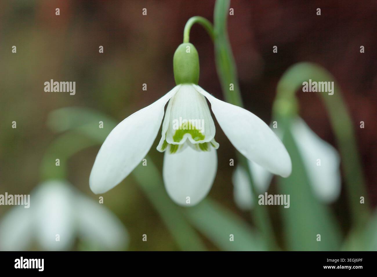 Galanthus Galatea Schneeglöckchen mit charakteristischer umgekehrter grüner V-Form, Winterblume. UK Stockfoto
