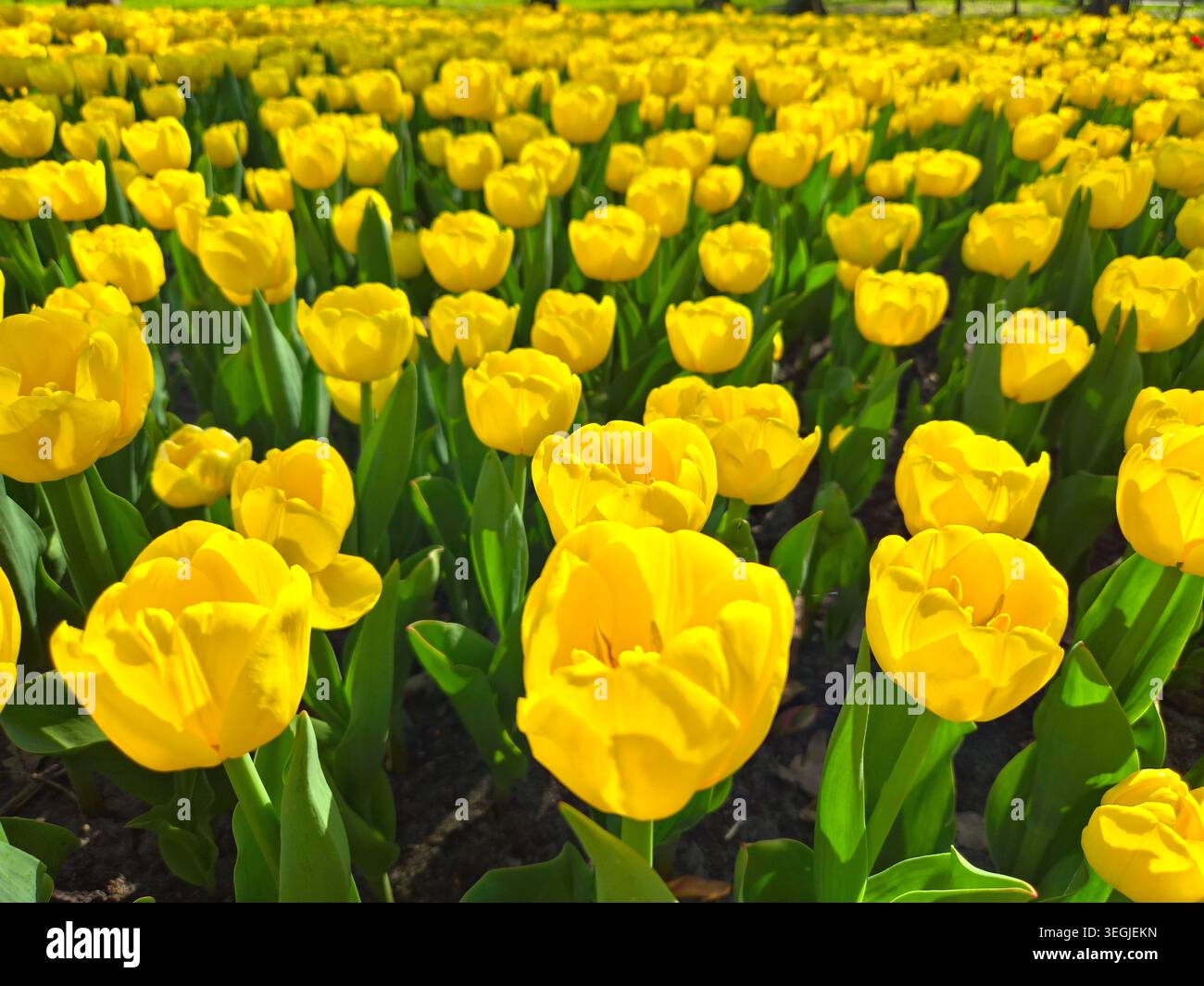 Das Meer der gelben Tulpen in voller Blüte unter der warmen Frühlingssonne - Smartphone-aufgenommenes Stockfoto