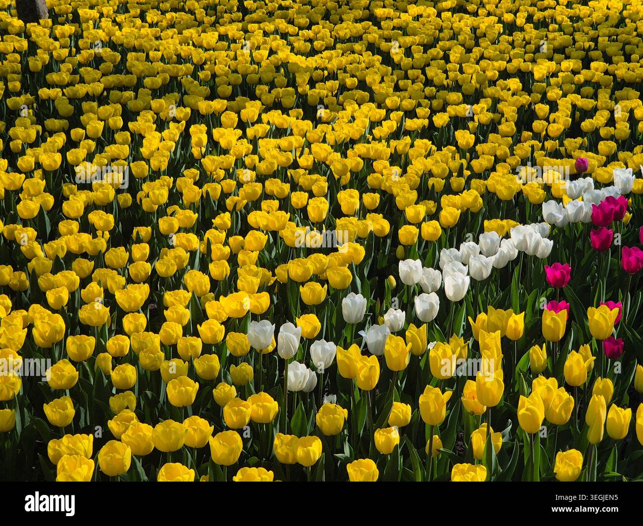 Farbenfrohe Tulpenblüten in sanftem Fokus für saisonale Veränderungen und Eleganz - Smartphone-aufgenommenes Stockfoto