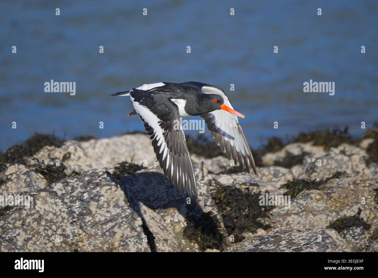 Urlaub auf der Isle of Mull, um Weißschwanzseeadler zu sehen. Im Mai 2026 halten Sie in Oban, die Fähre nach Craignure, um im Mull Spa Hotel zu übernachten. Stockfoto
