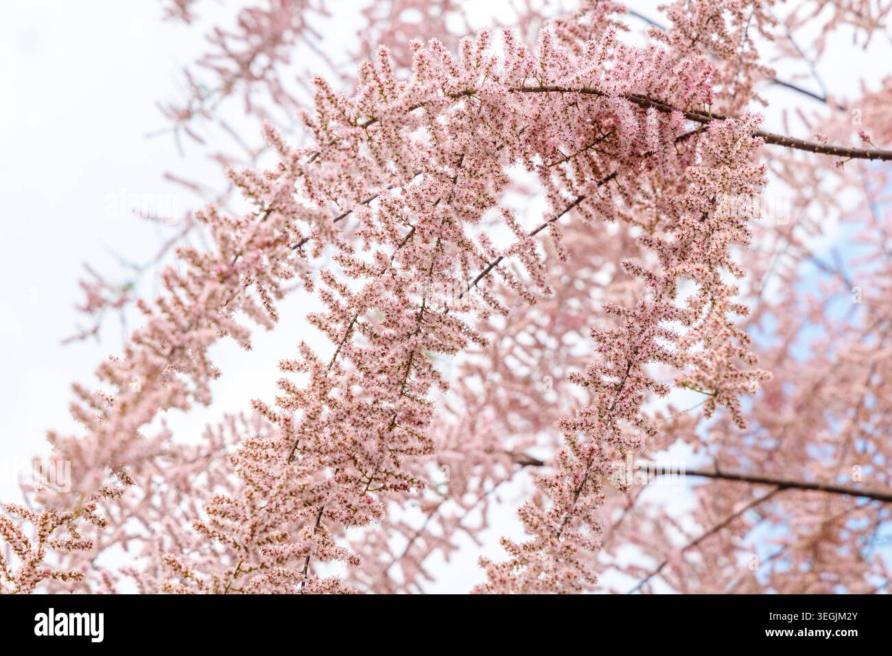 Tamariskenbaum in Blume, Großbritannien Stockfoto