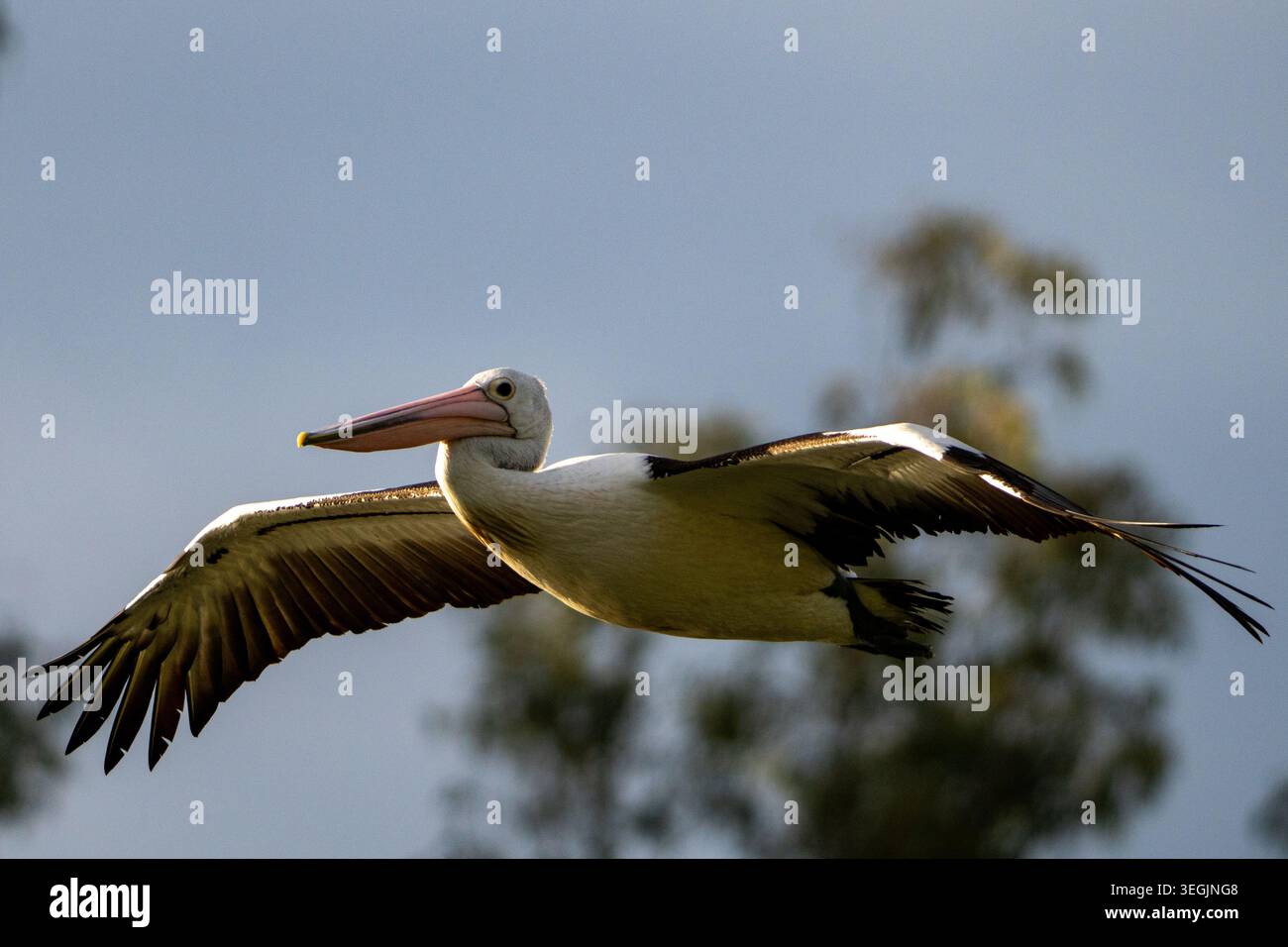 Australischer Pelikan (Pelecanus conspicillatus) im Flug über Colleges Crossing in Brisbane, Queensland, Australien. Stockfoto