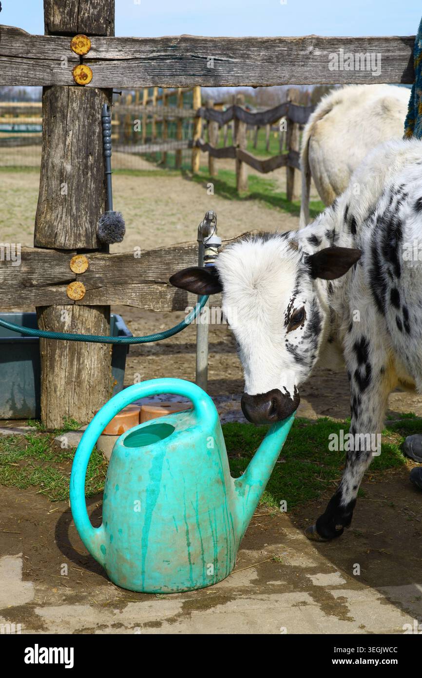 Junggefleckte Kälber, die Plastikgießkanne inspizieren, landwirtschaftliche Nutztierumgebung, die das Verhalten von Rindern veranschaulicht, ländliche Betriebsführung und Outdoor-Betrieb Stockfoto