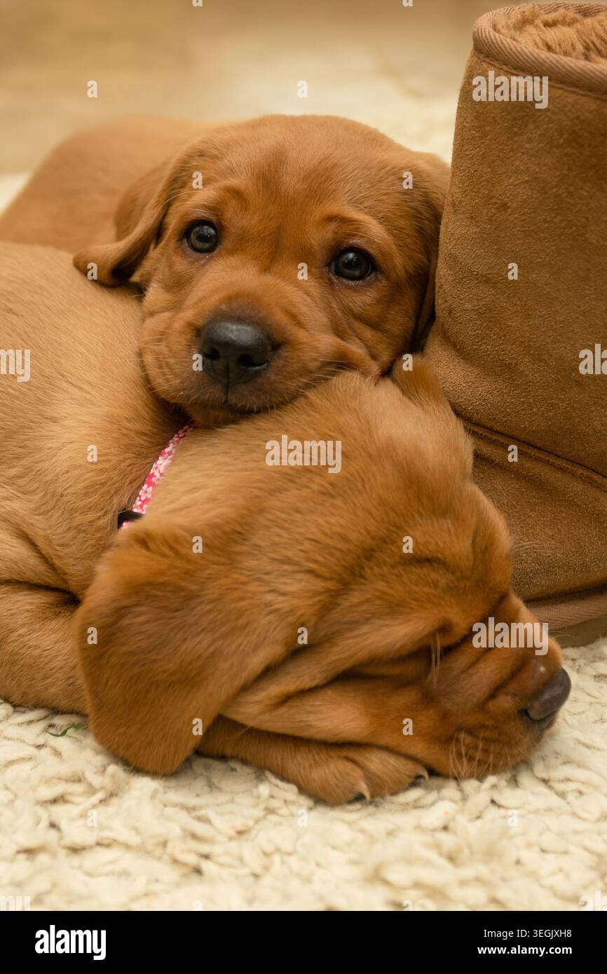 Fuchs-rote labrador-Welpen Stockfoto
