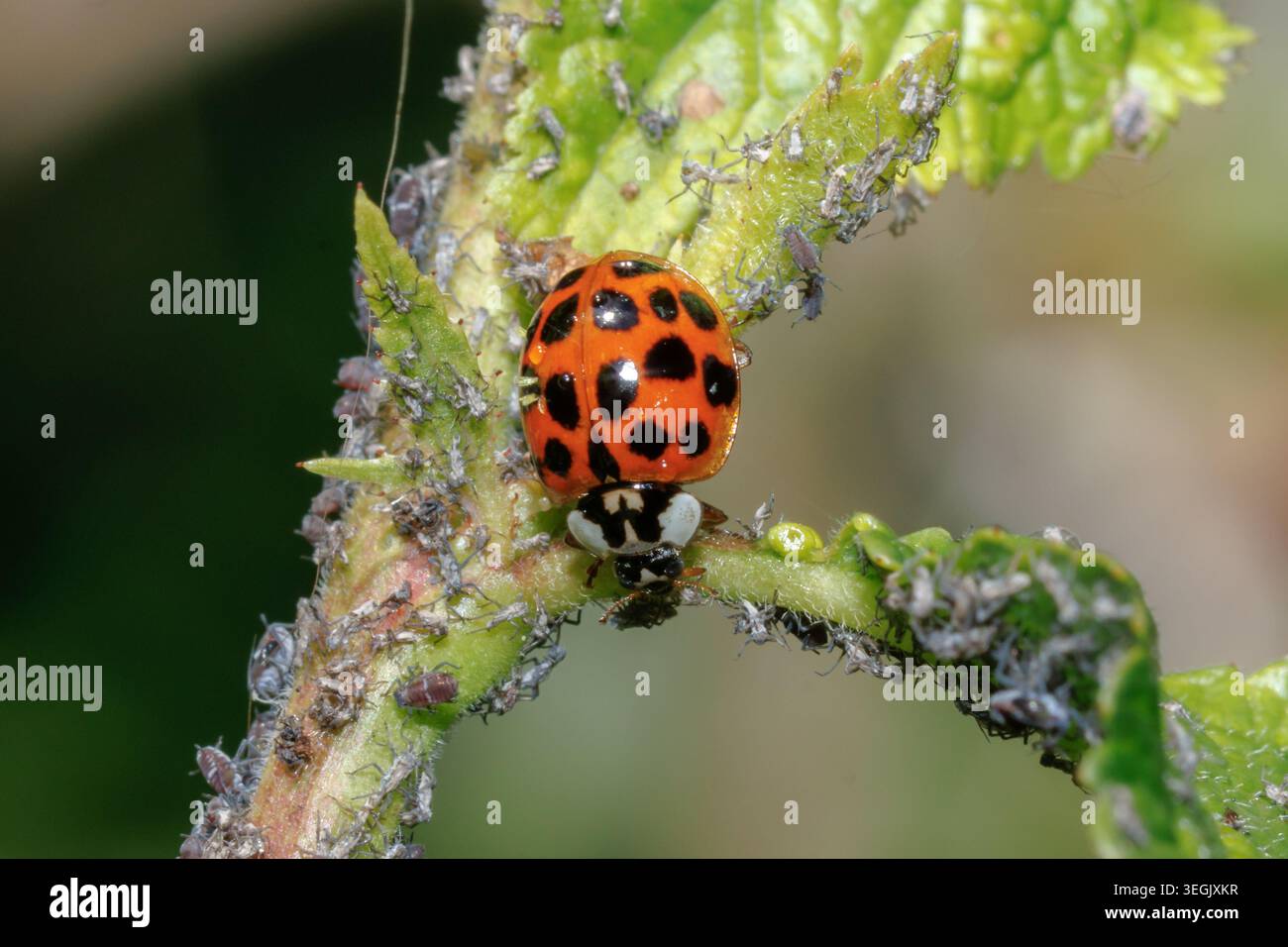 Harlequin Marienkäfer, Harmonia axyridis succinea ein invasives Insekt in Sussex, Großbritannien Stockfoto