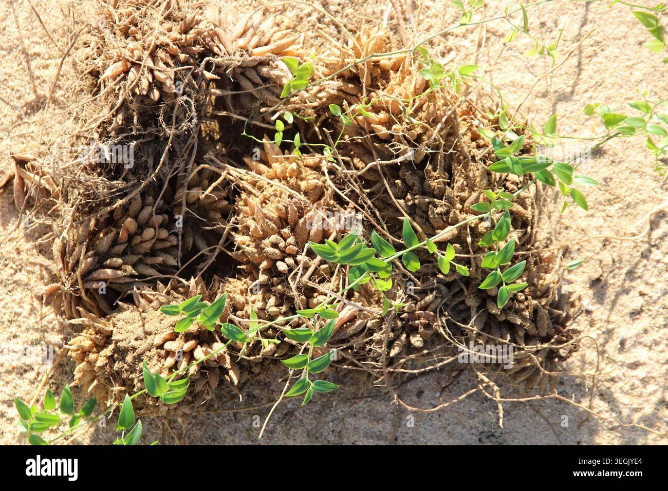 Faserige Rhizome und Wurzeln der Brautkriecher-Pflanze (Asparagus asparagoides). Als Umweltschädling in South Australia deklariert Stockfoto