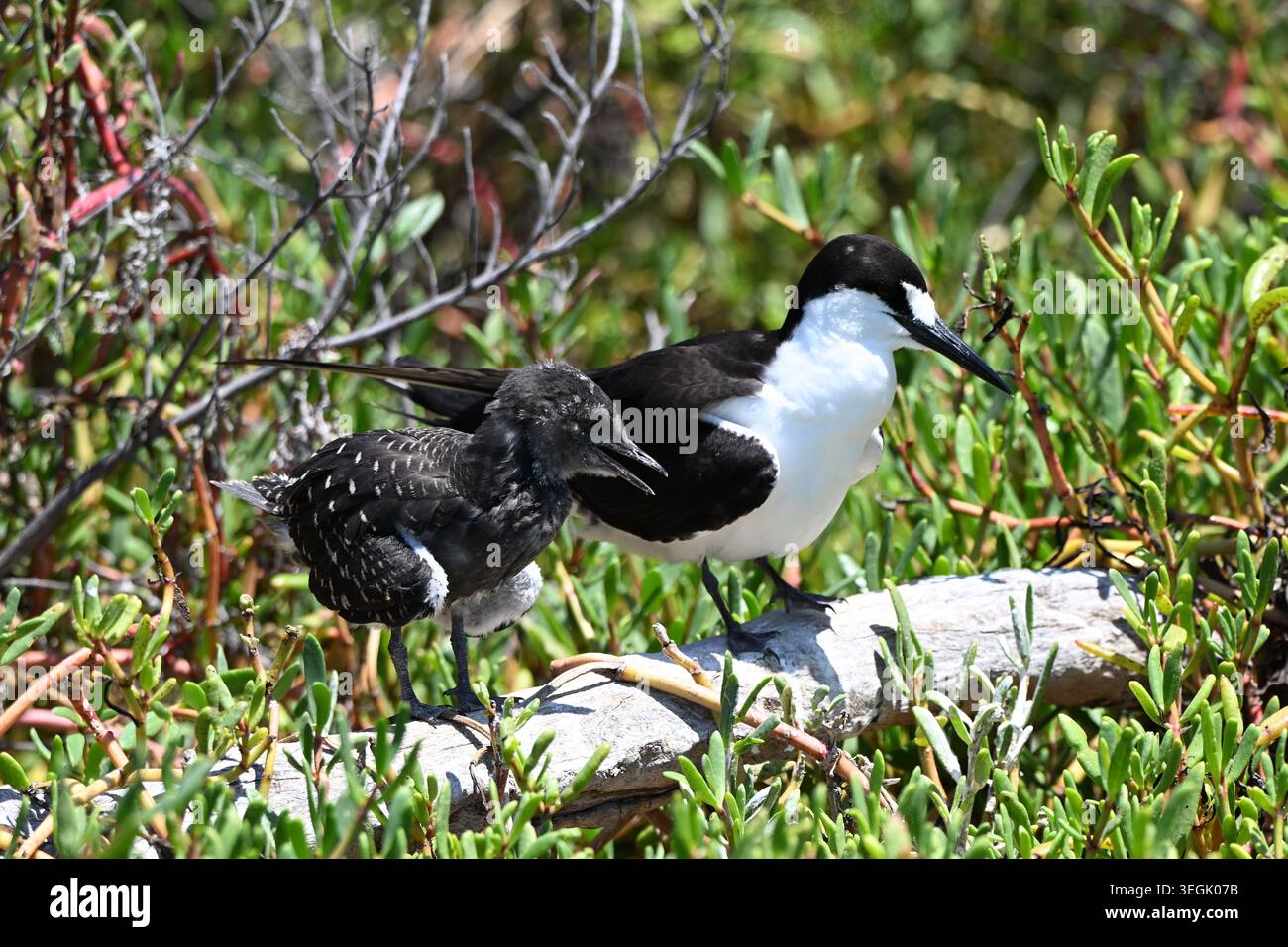 Ein seltener Ruß-Tern-Elternteil mit seinem flauschigen Küken in den roten Mangrovenwurzeln in Fort Jefferson, Dry Tortugas National Park, Florida. Stockfoto