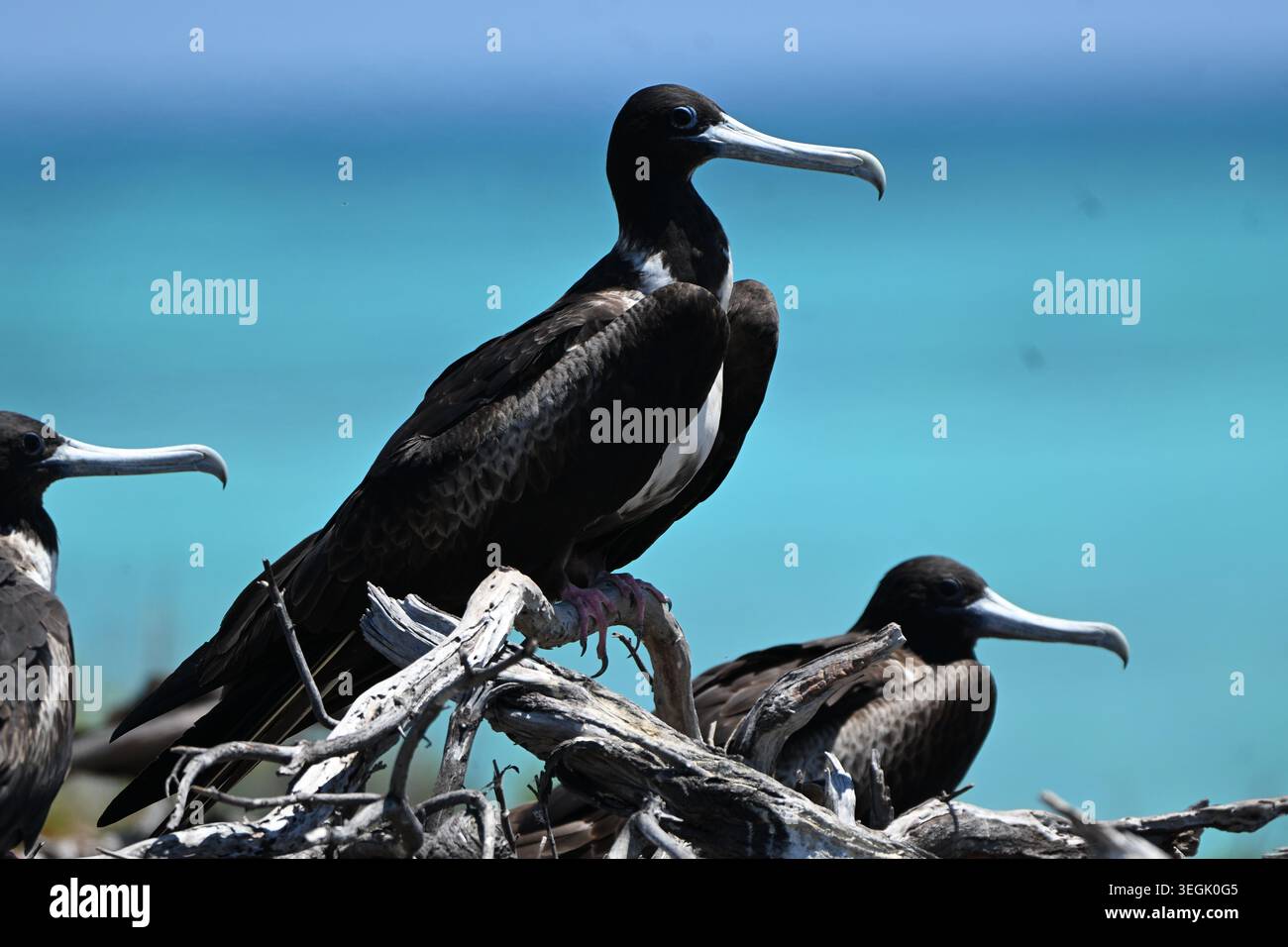 Herrlicher Frigatebird im Dry Tortugas National Park, Florida Keys. Tropische Seevögel-Brutplätze im historischen Fort Jefferson. Stockfoto