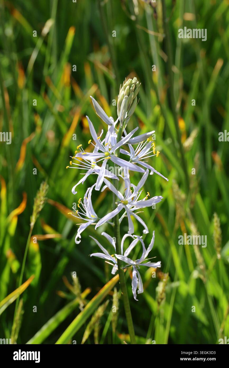 Camassia cusickii. Nahaufnahme von blassblauem Kamasseblütenstachel im Frühjahr. Stockfoto