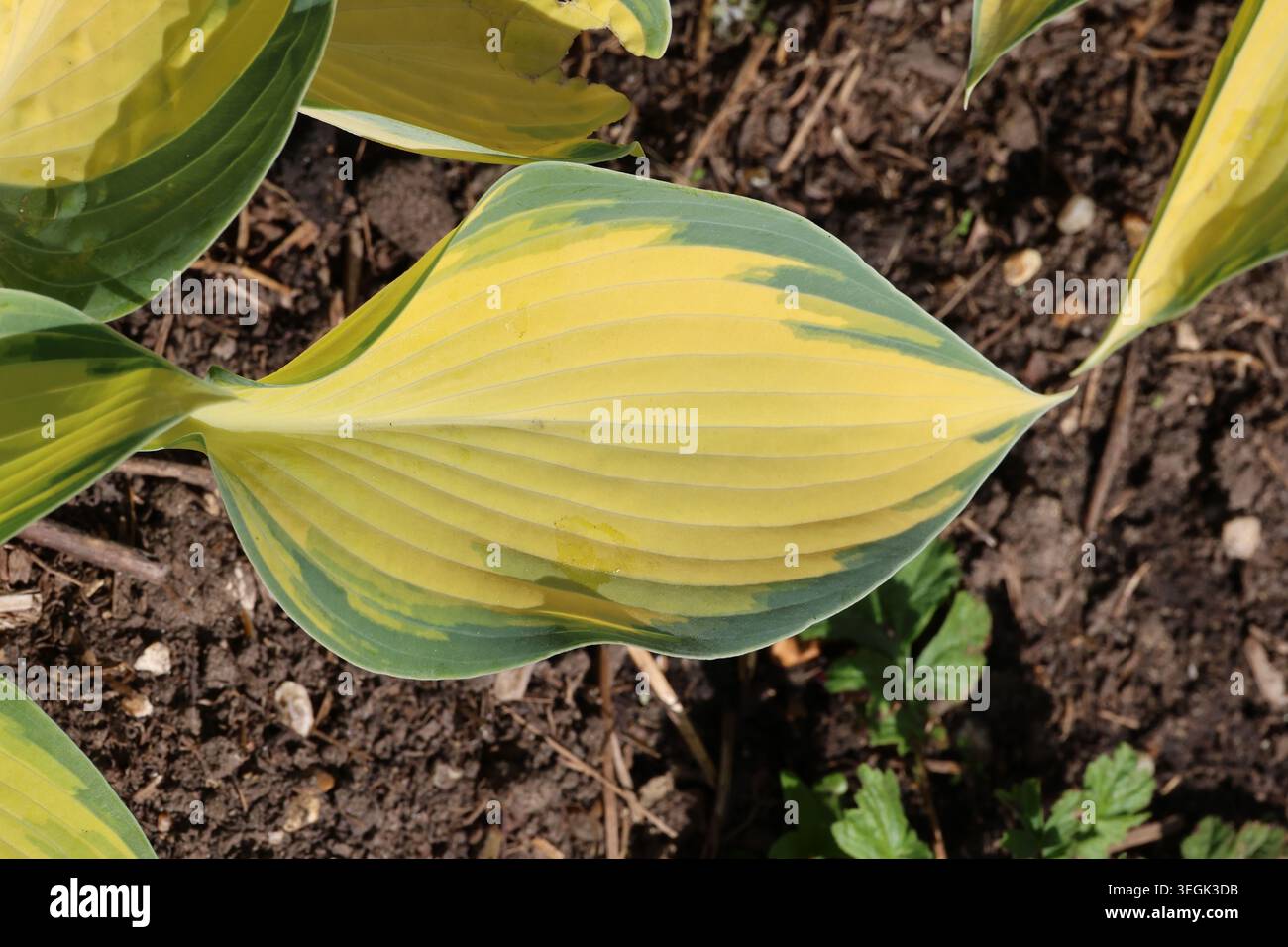 Hosta (Tardiana-Gruppe) „Juni“. Nahaufnahme eines einzelnen gelben und grünen Bananenlilienblattes im Frühjahr. Stockfoto