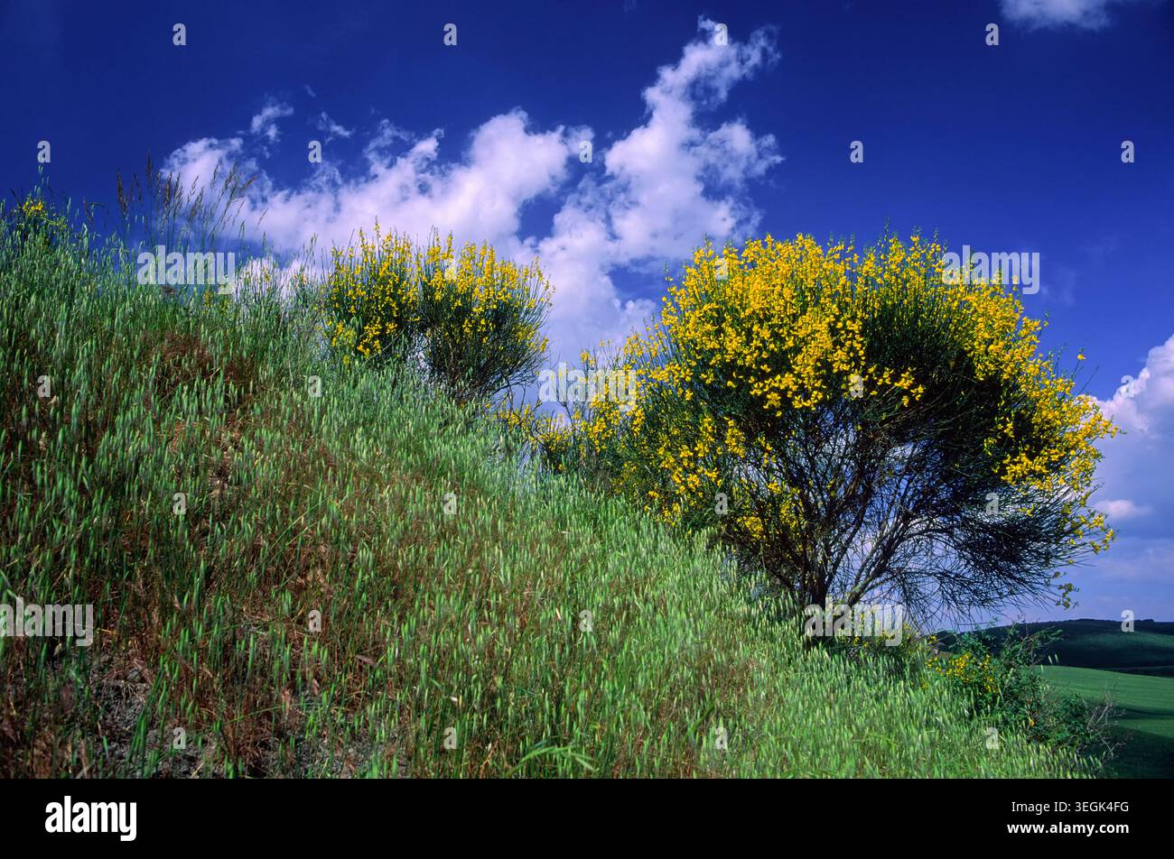 Spanischer Besen (Spartium junceum), Fabaceae. Laub- oder halbimmergrüner Sträucher, Zierpflanzen und Spontanpflanzen, hellgelbe Blüte. Stockfoto