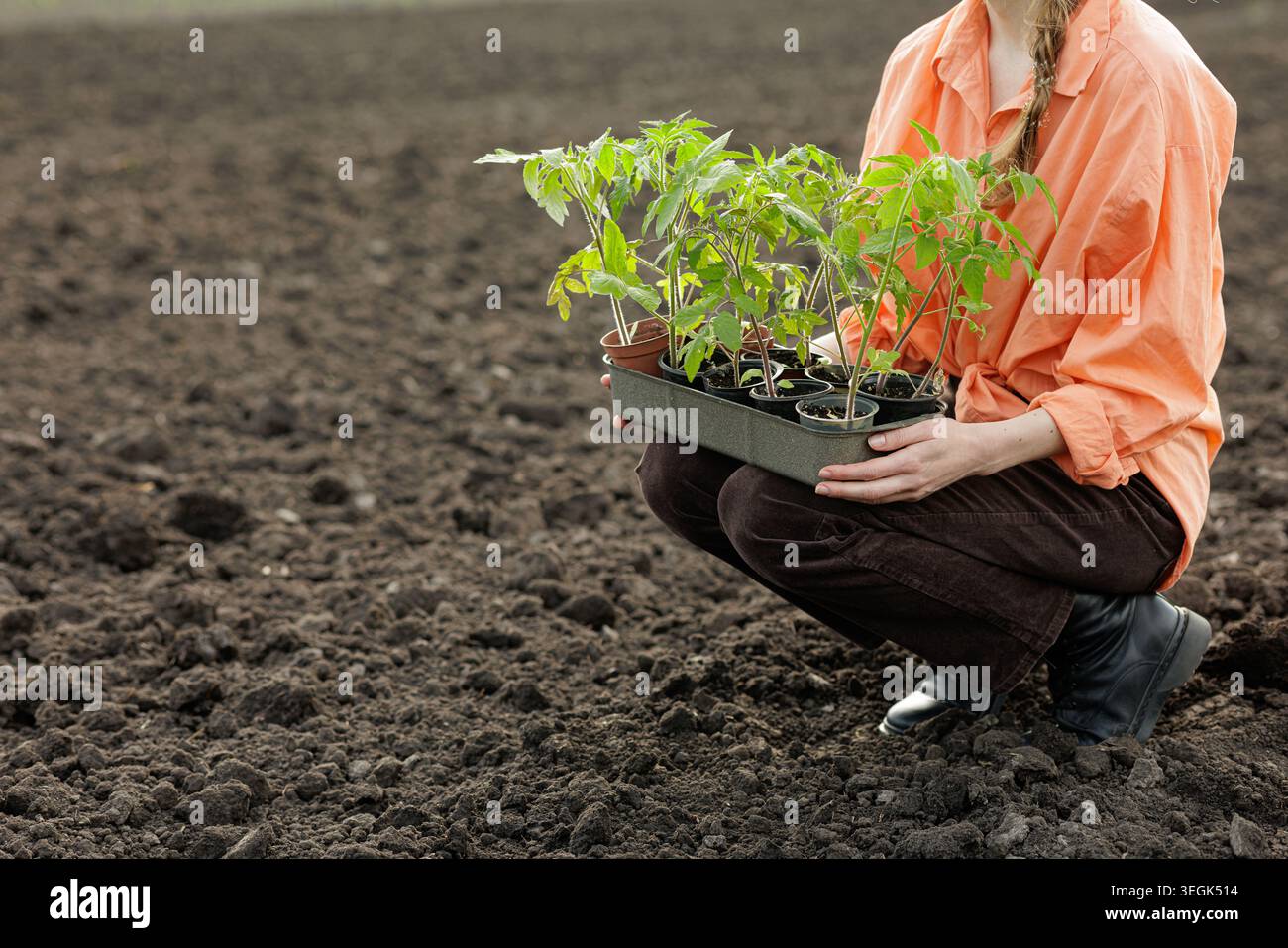 Ein Gärtner hockt sich in frisch gemahlenem Boden und hält ein Tablett mit jungen Tomatensämlingen bereit für das Anpflanzen auf einem privaten Bauernhof. Stockfoto