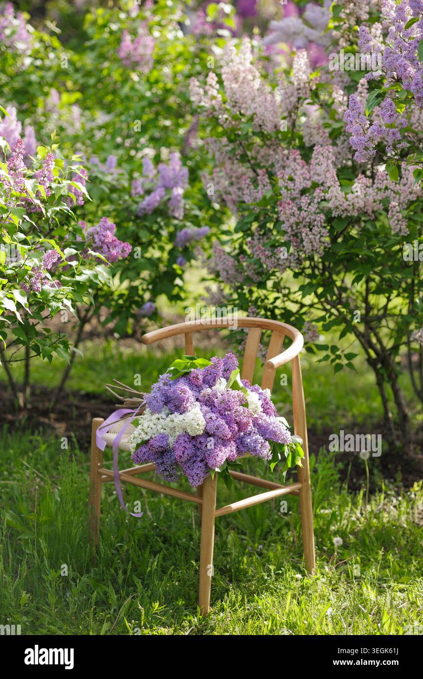 Ein leuchtender Fliederstrauß liegt auf einem Holzstuhl in einem blühenden Garten, perfekt für Blumenarrangements oder Projekte im Frühling. Stockfoto