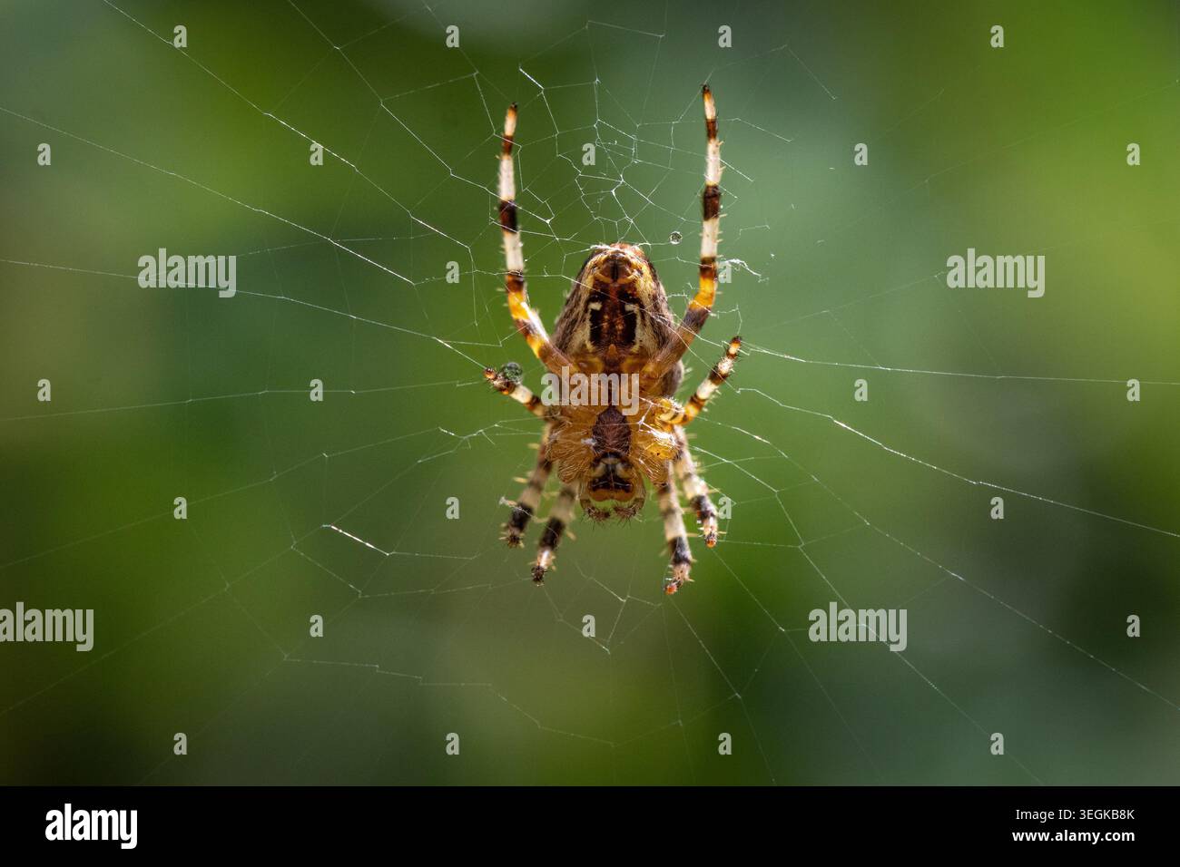 European Garden Spider, Großbritannien Stockfoto