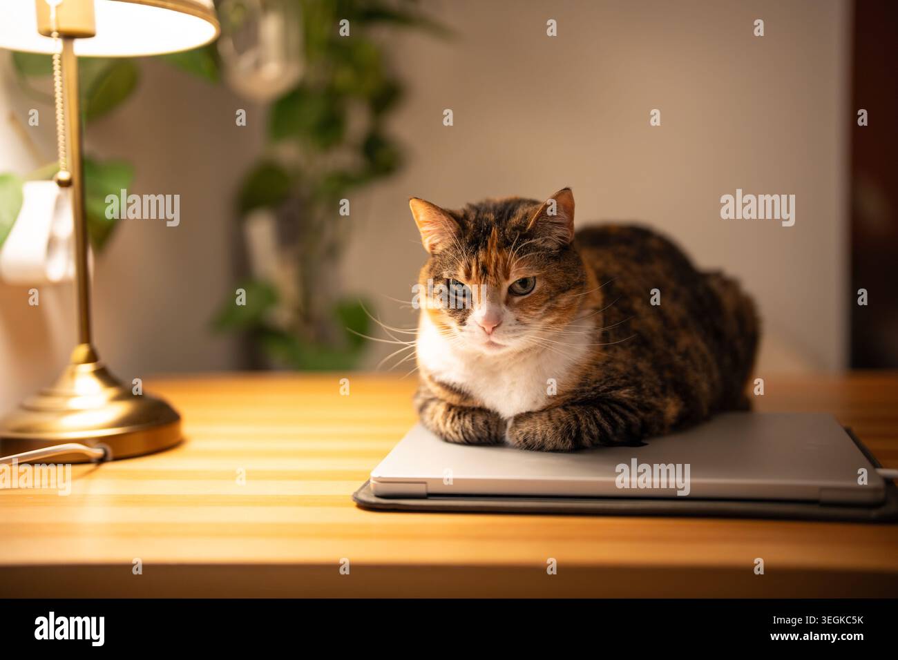 Die verschlafene flauschige Katze, die auf einem Holztisch liegt, findet gemütliche Stellen für ein Nickerchen und Wärme. Ruhige Calico-Katze mit Pfoten unter sich sitzen Stockfoto